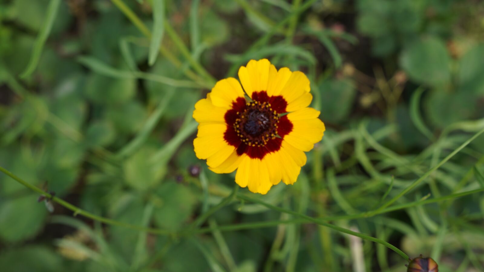 Sony Alpha a3000 sample photo. Flower, yellow, blossom photography