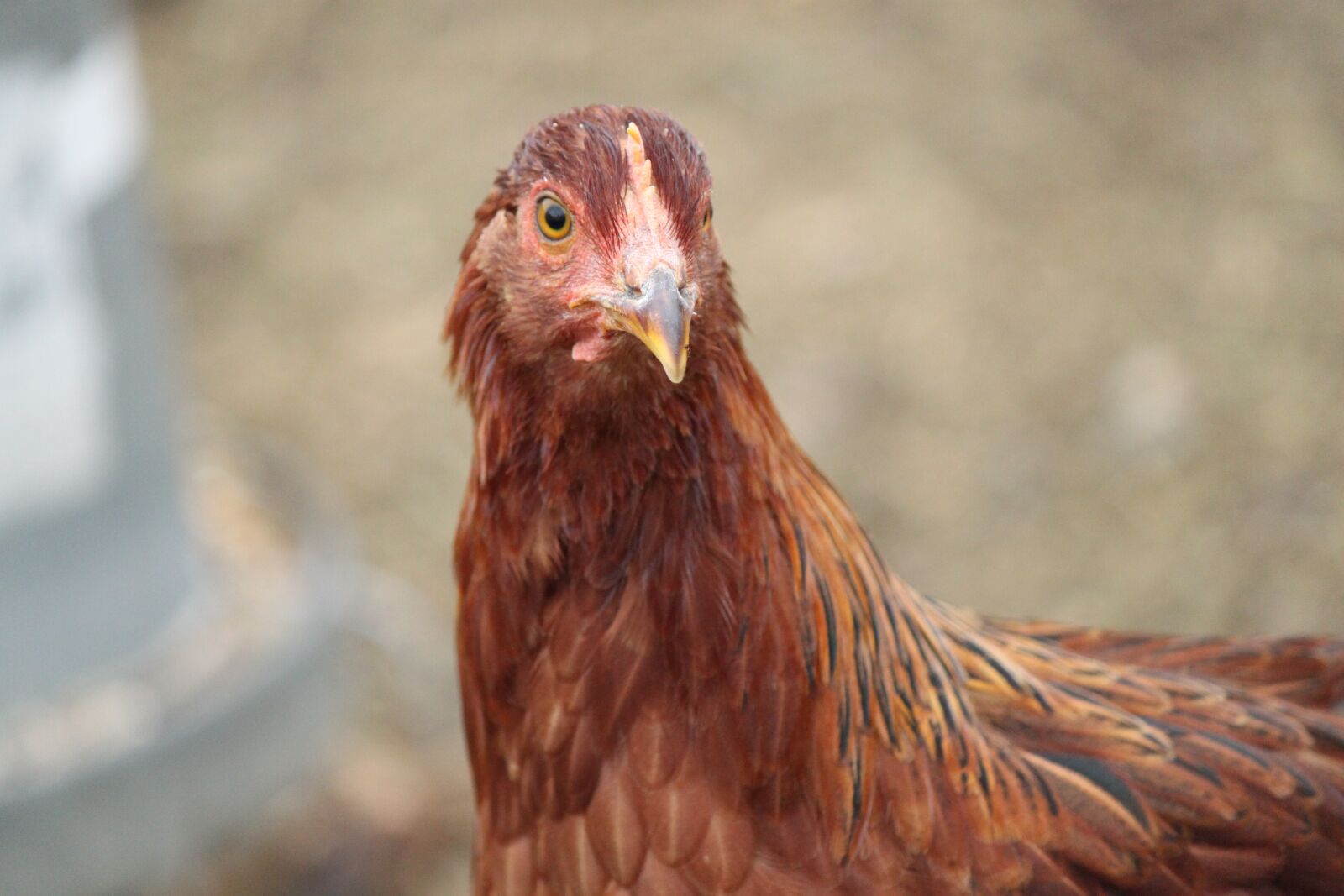 Canon EOS 500D (EOS Rebel T1i / EOS Kiss X3) sample photo. Chicken, hen, farm photography