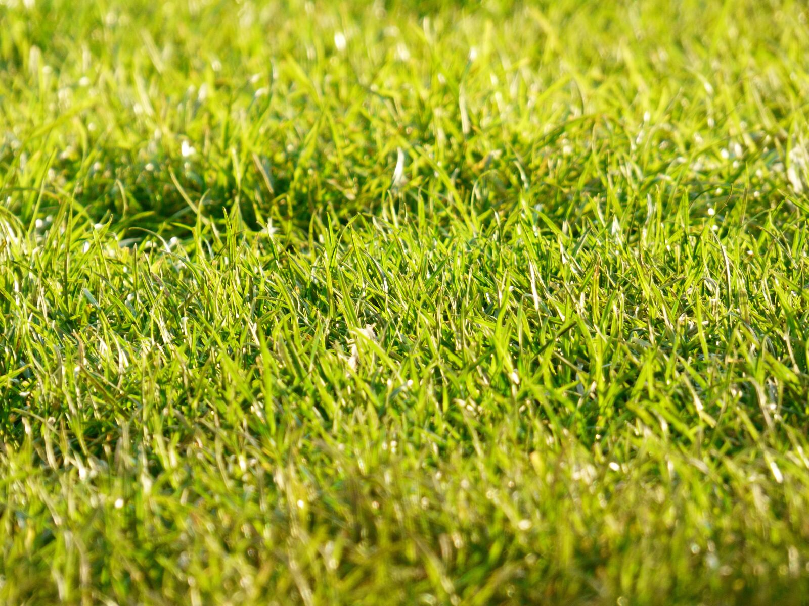 Panasonic DMC-FZ72 sample photo. Lawn, garden, clear photography