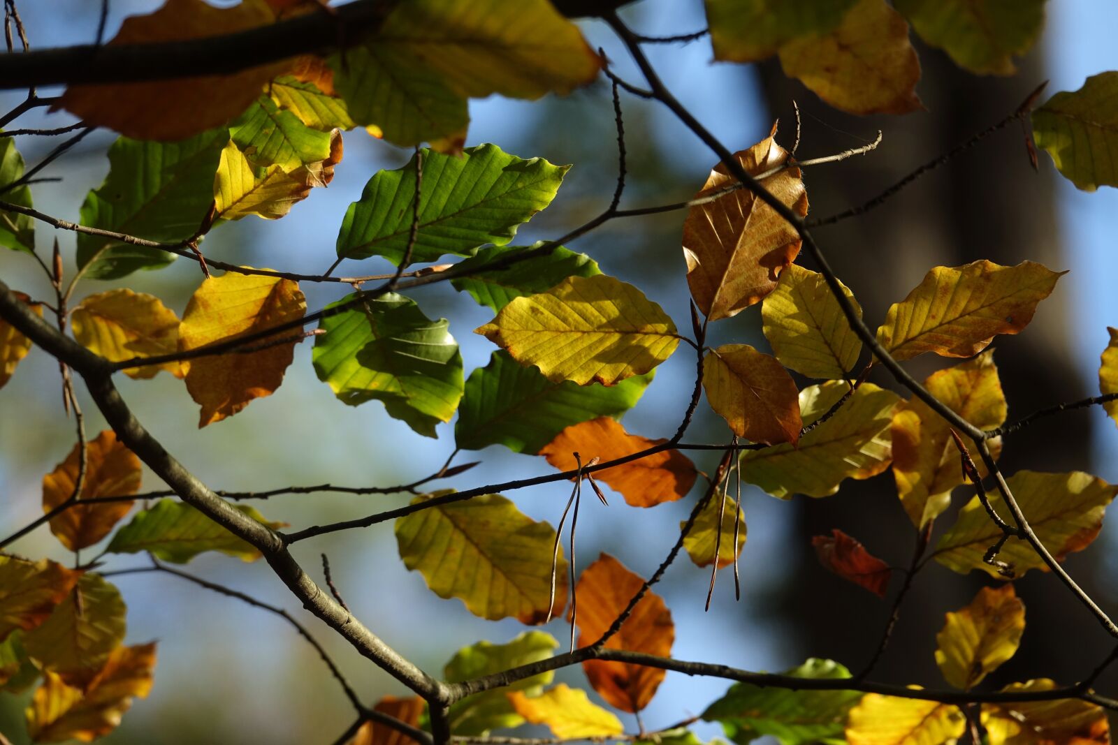 Sony Cyber-shot DSC-RX10 III sample photo. Leaves, autumn, autumn leaves photography