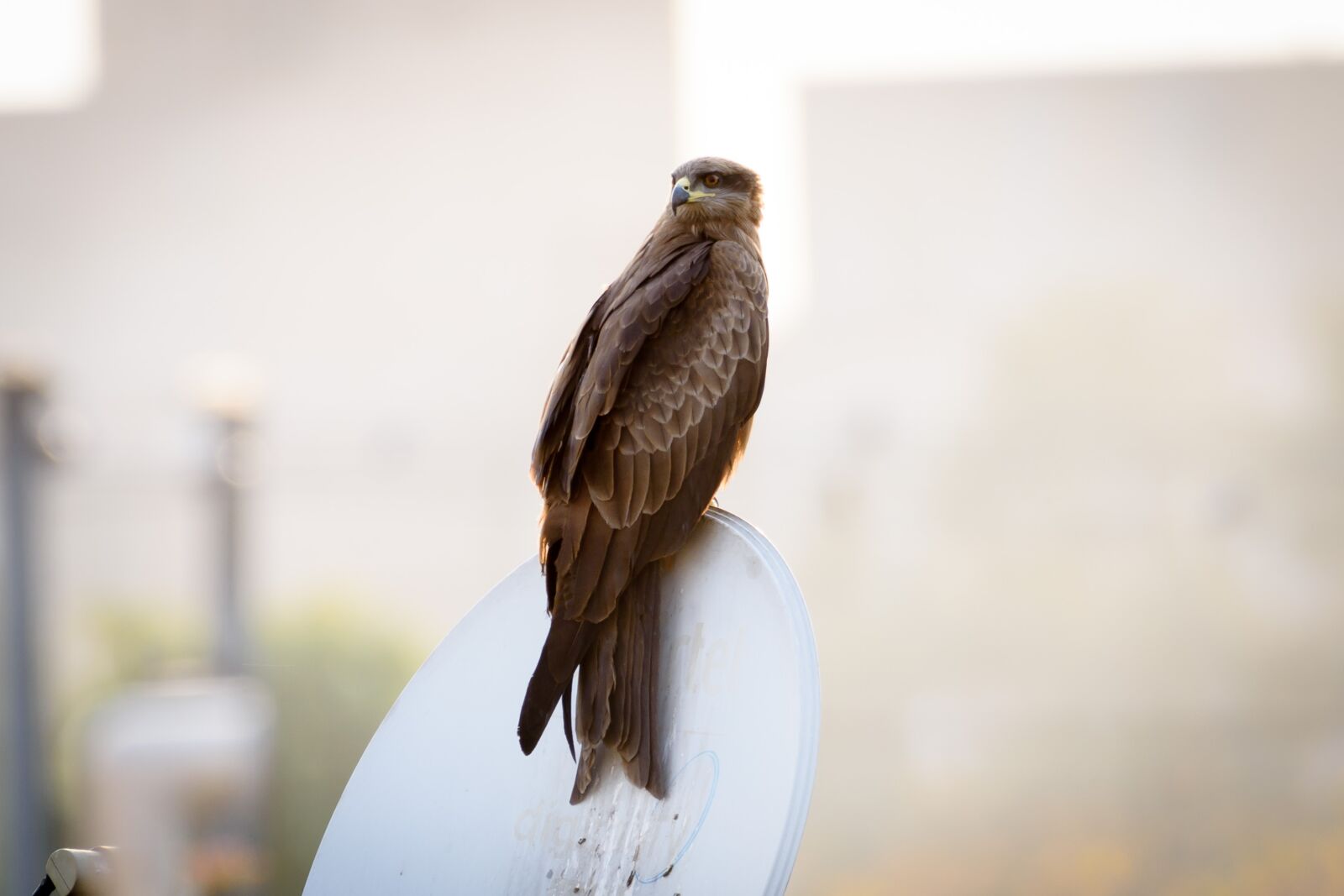 Nikon D7200 sample photo. Bird, bird photography, animal photography