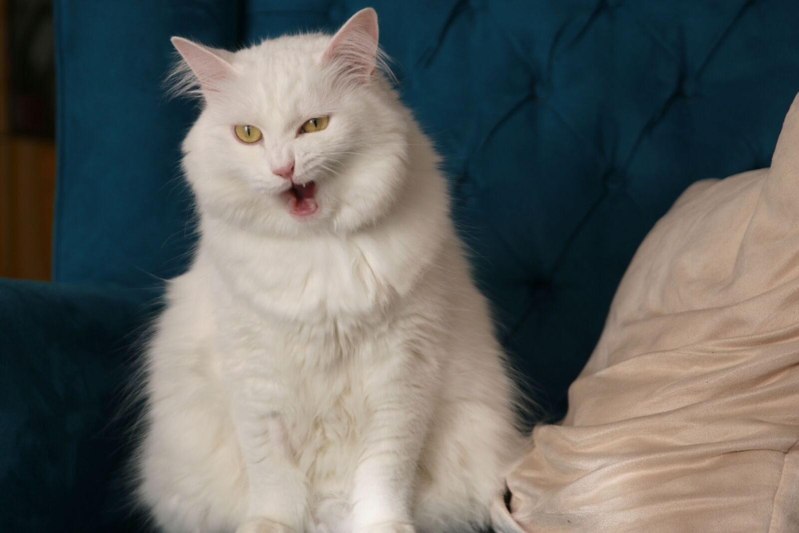 Canon EOS 70D sample photo. Wild cat, angora cat photography