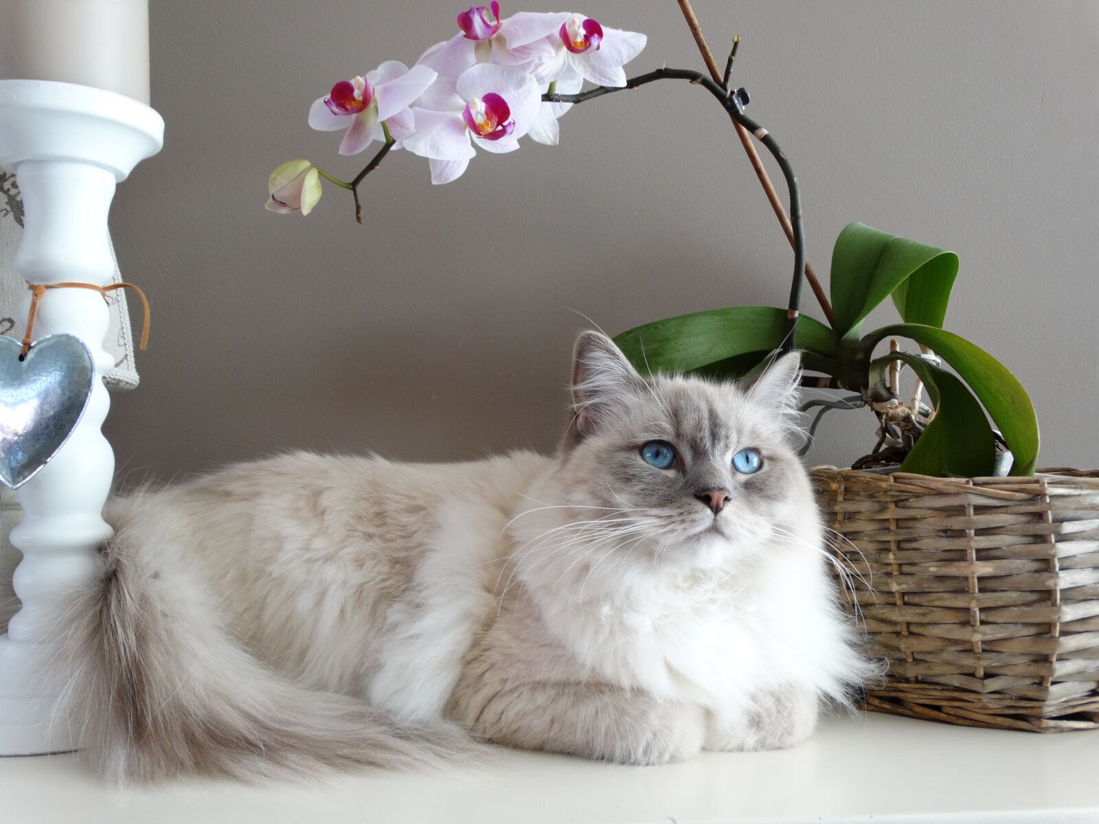 Sony Cyber-shot DSC-HX300 sample photo. Cat, remote access, ragdoll photography