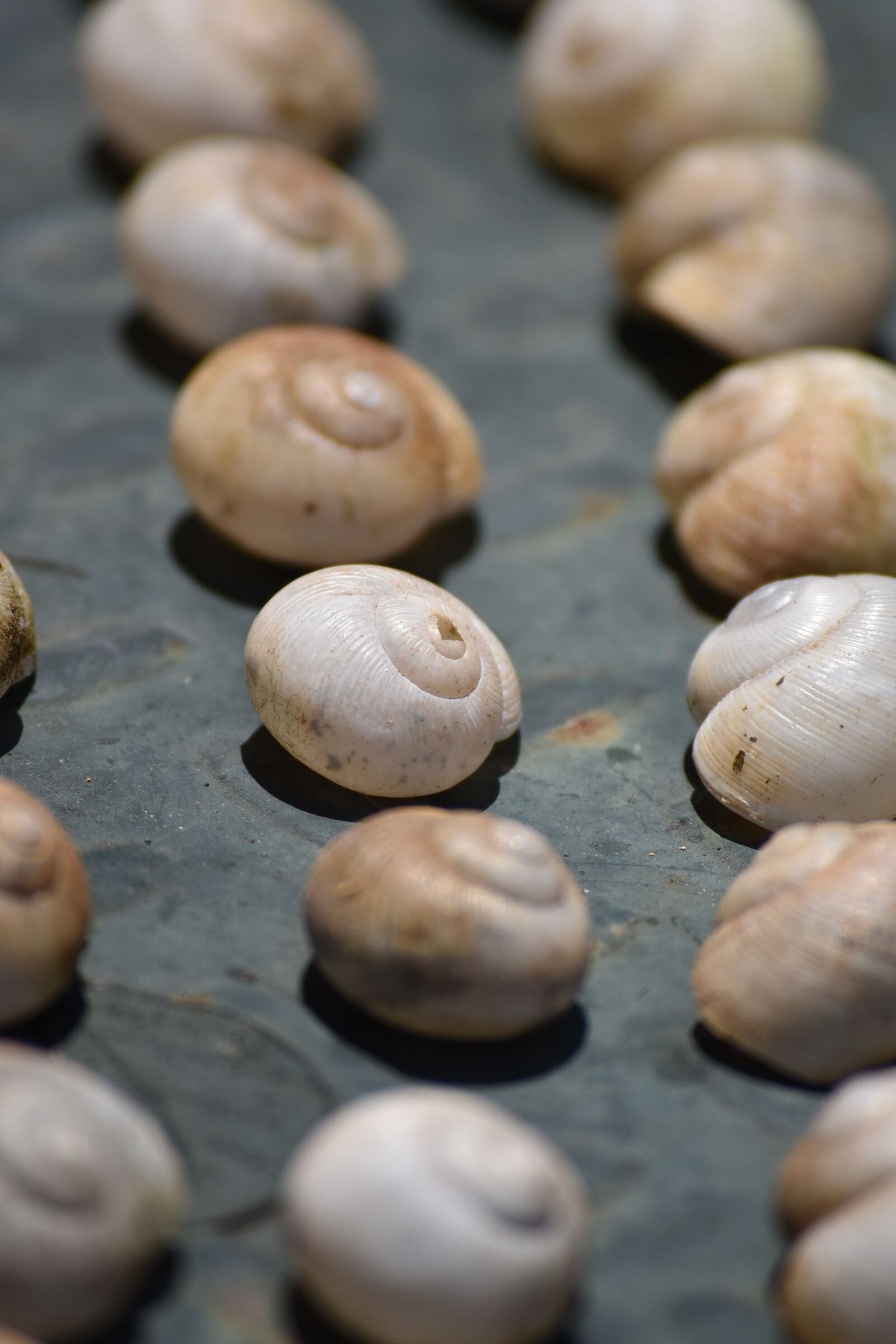 Nikon D810 sample photo. Food, batch, approach photography