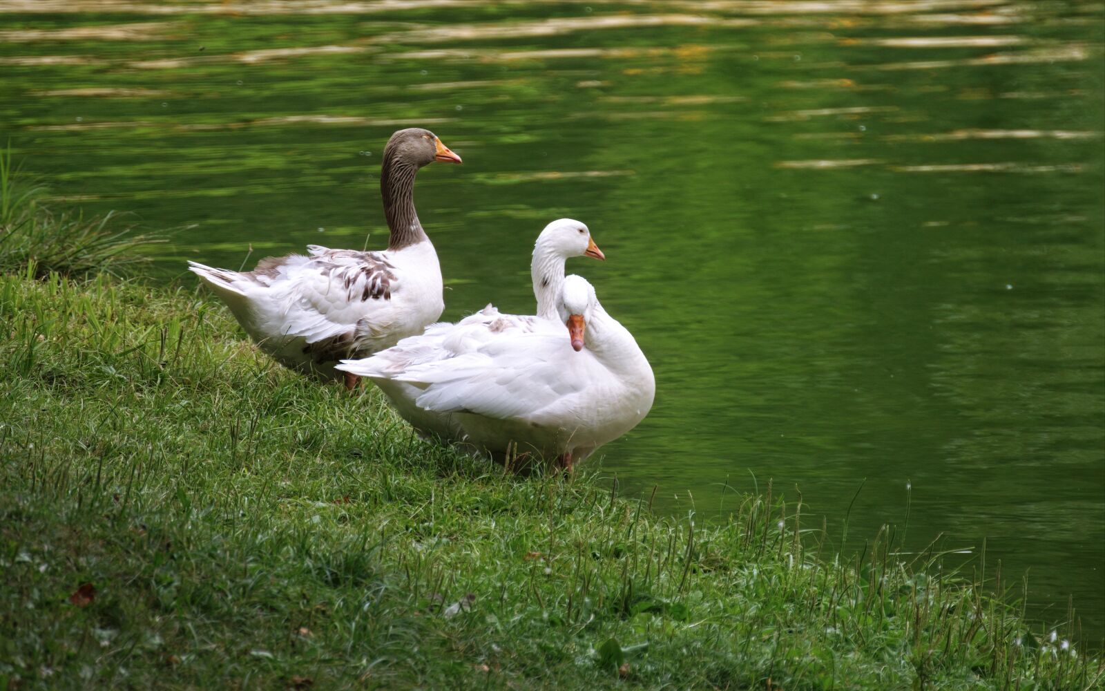 Nikon D5300 sample photo. Geese, birds, plumage photography