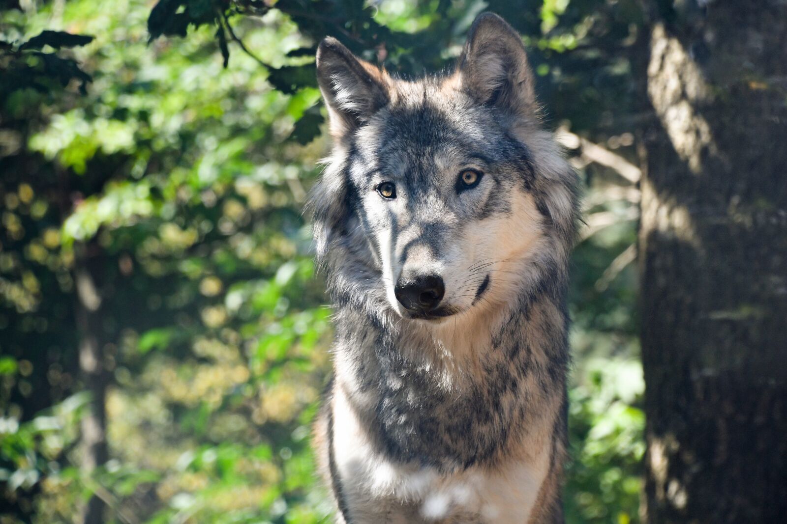 Nikon D500 sample photo. Wolf, predator, grey photography