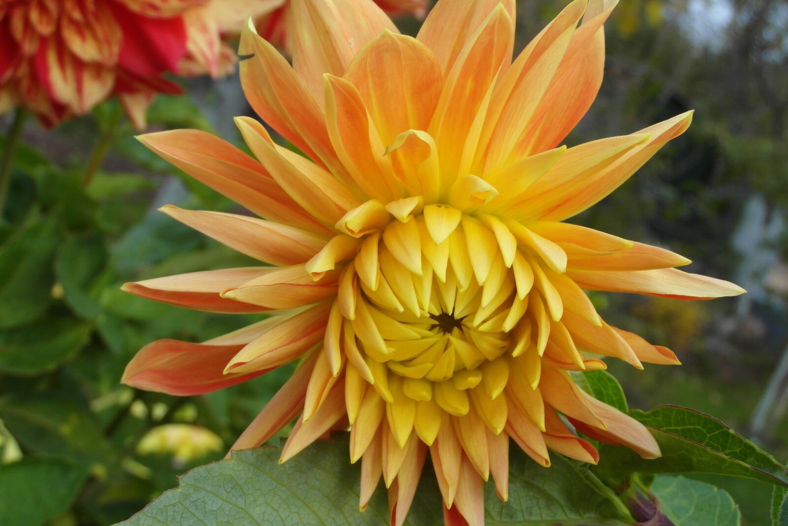 Samsung WB750 sample photo. Dalia, flower, plant photography