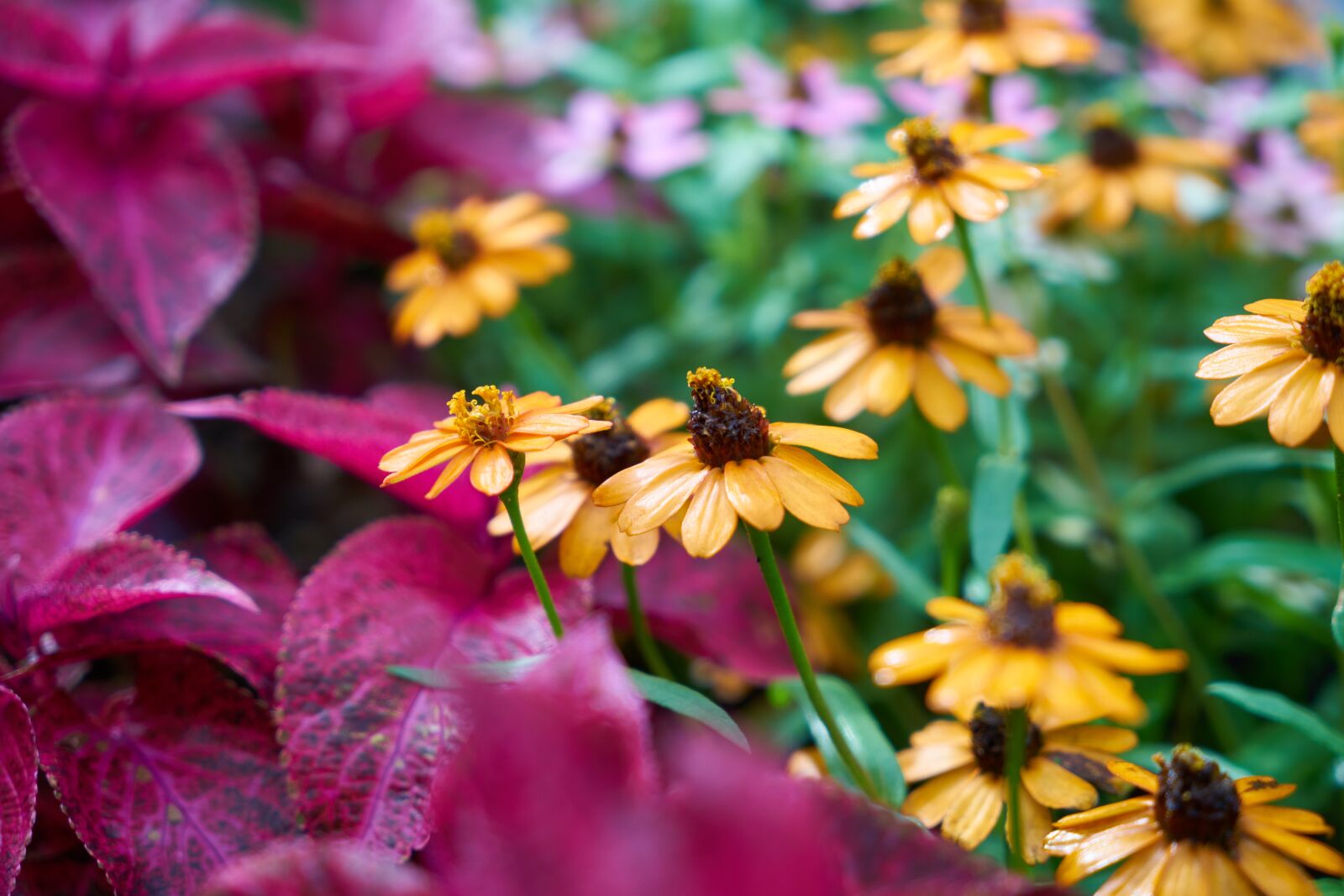 Sony a7R II sample photo. Flower, botanical, garden photography