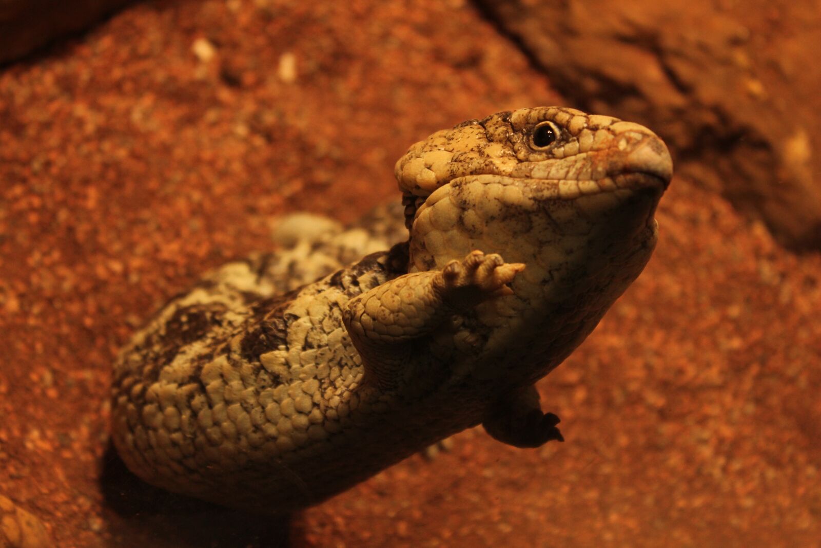 Canon EOS 550D (EOS Rebel T2i / EOS Kiss X4) sample photo. Lizard, reptiles, animal photography