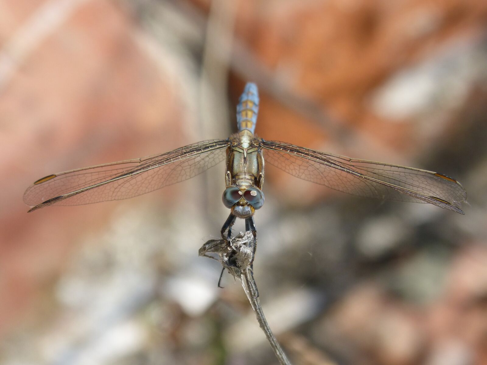 Panasonic DMC-FZ62 sample photo. Dragonfly, blue dragonfly, orthetrum photography