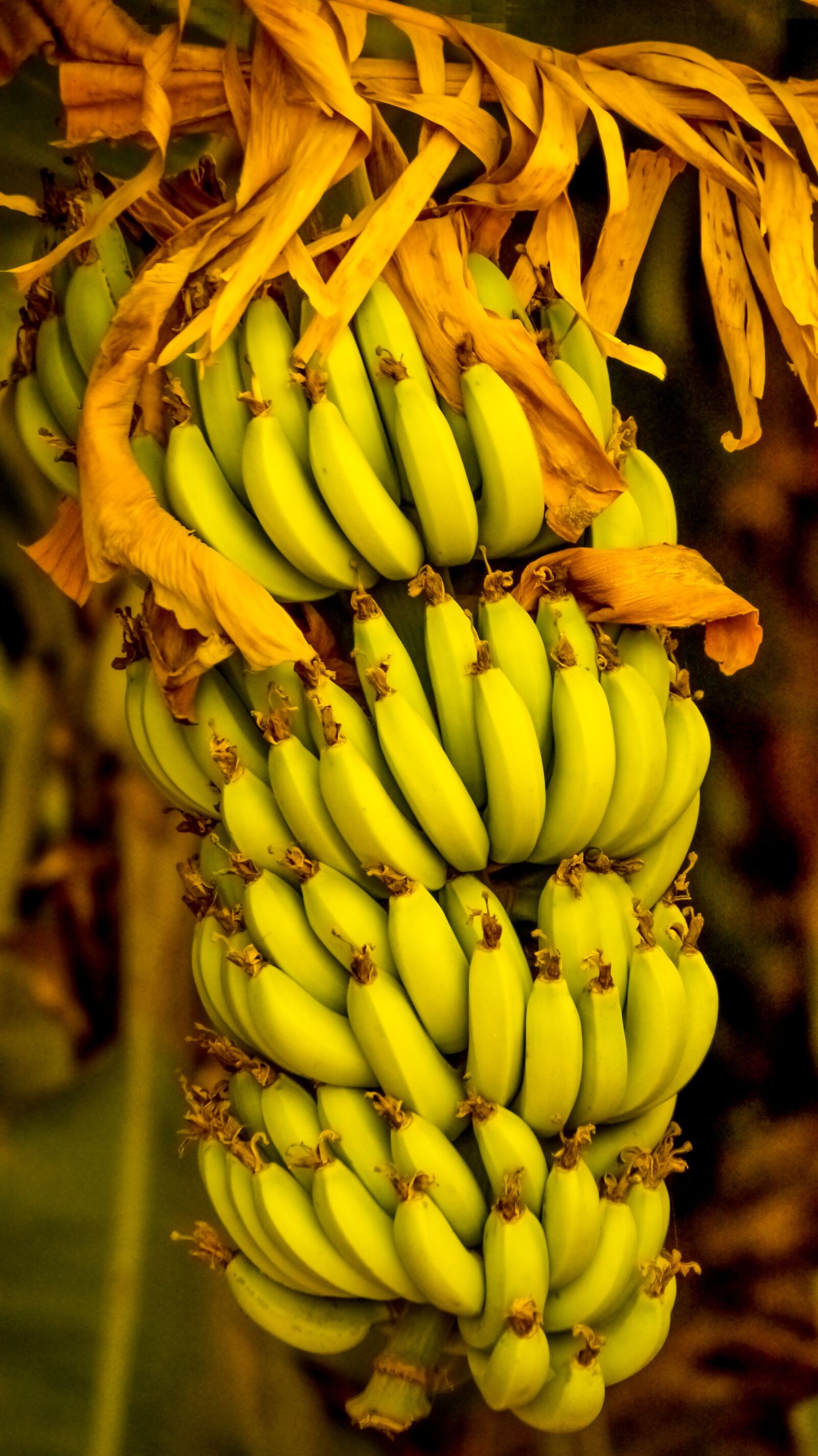 Sony SLT-A58 + Sony DT 55-200mm F4-5.6 SAM sample photo. Bananas, indian, fruit photography