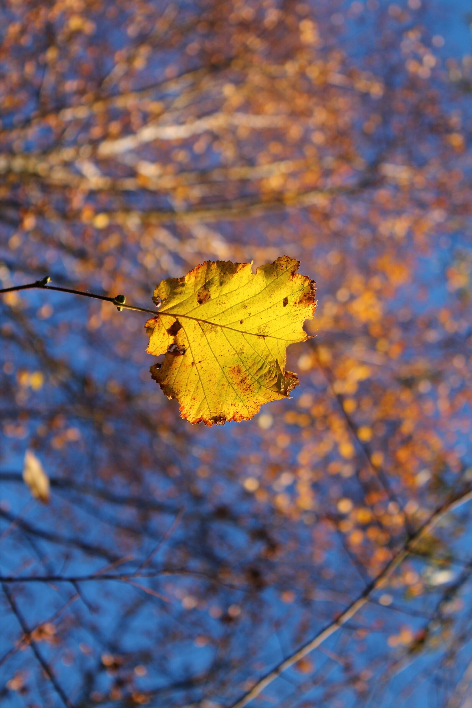 Canon EOS 1100D (EOS Rebel T3 / EOS Kiss X50) sample photo. Autumn, leaf, yellow photography