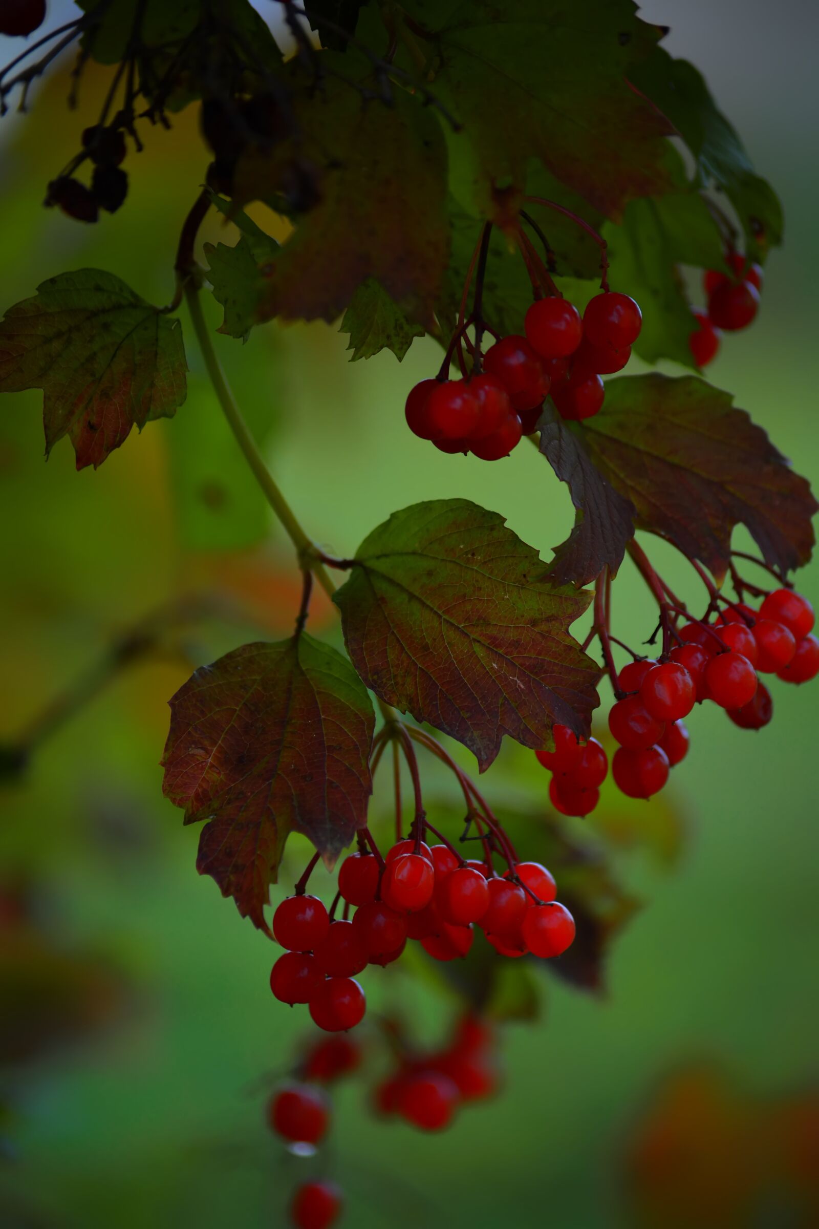 Nikon D5200 sample photo. Viburnum, red, leaves photography