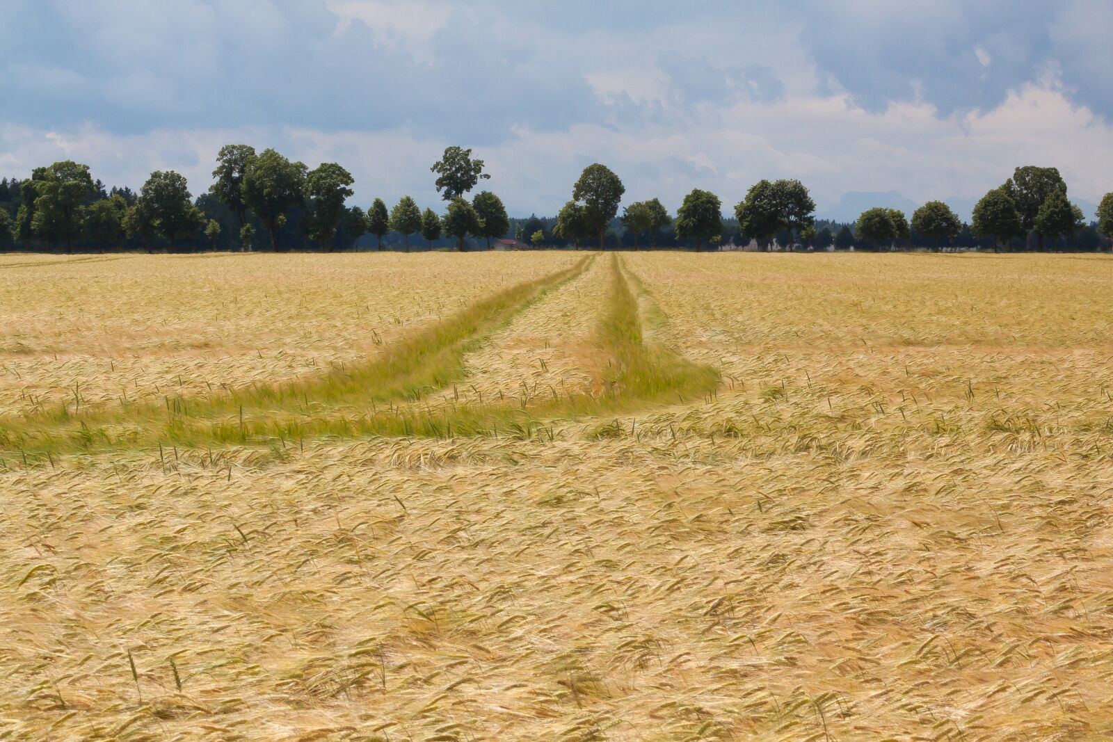 Canon EOS 50D sample photo. Cornfield, field, nature photography