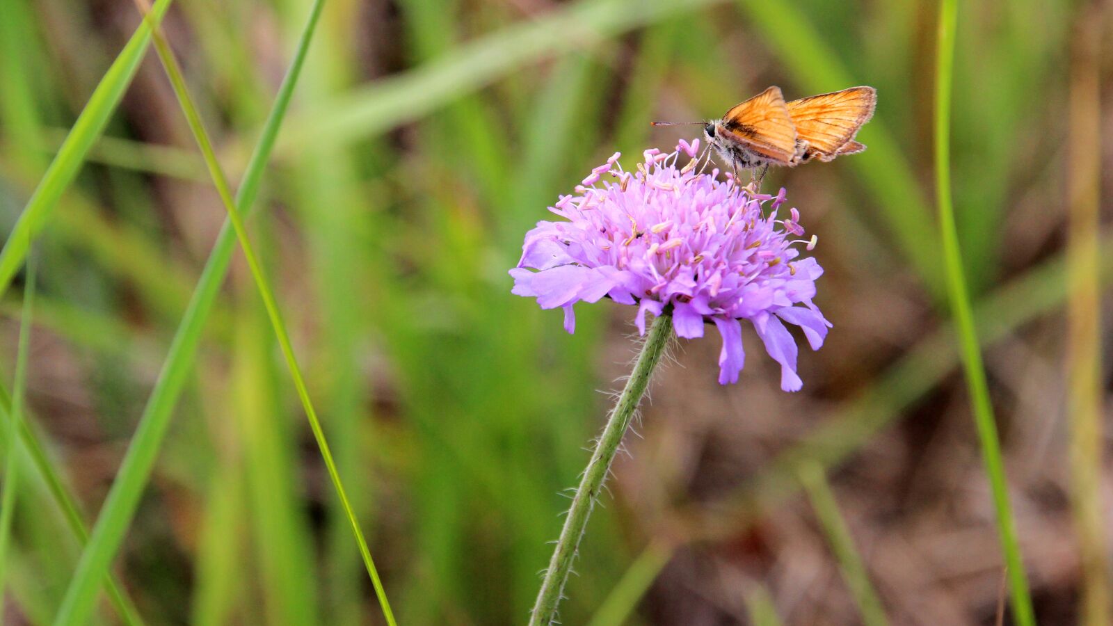 Canon EOS 600D (Rebel EOS T3i / EOS Kiss X5) sample photo. Flower, meadow, cornflower photography