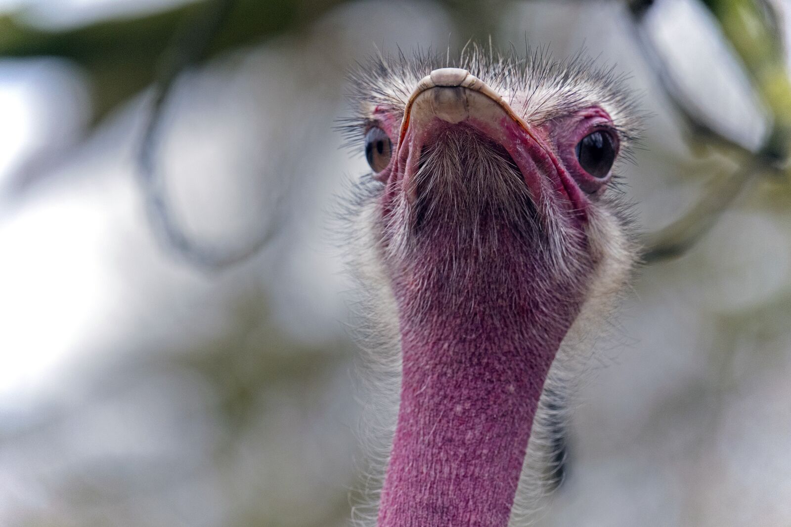 Nikon D500 sample photo. Ostrich, bouquet, animal world photography