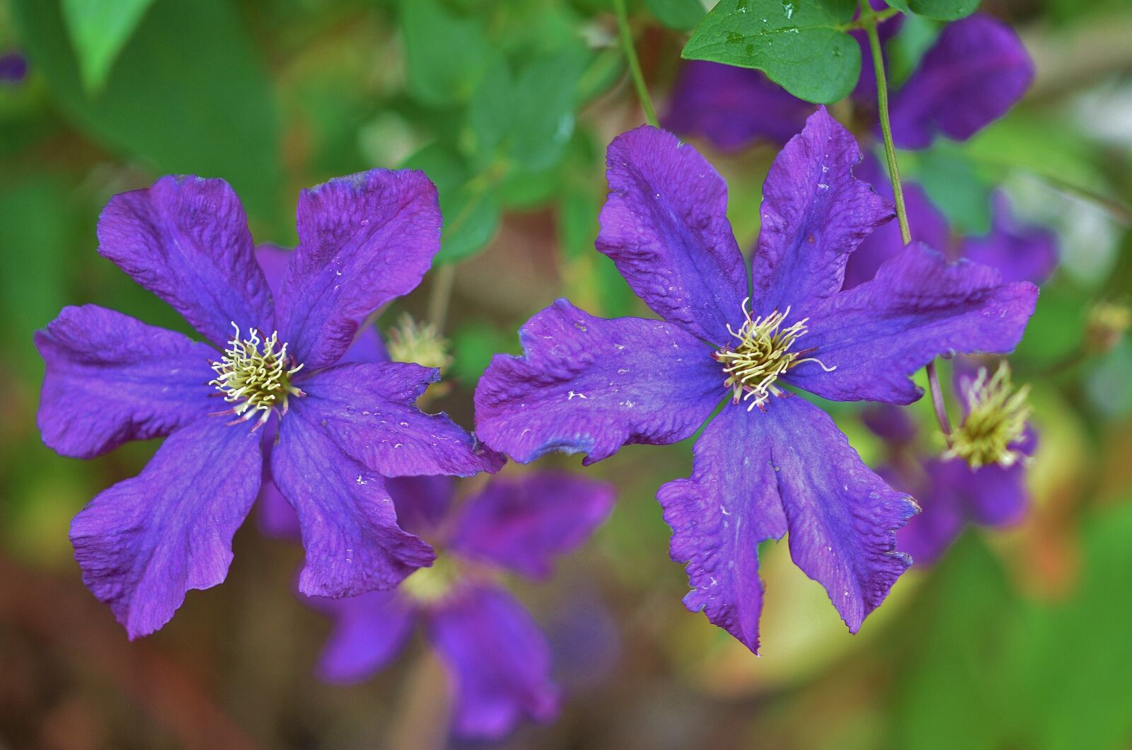 Nikon D7000 sample photo. Flower, natur, spring photography