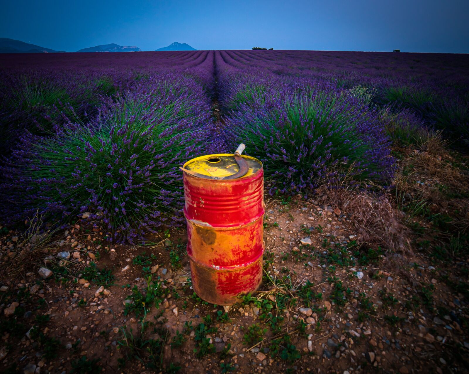Nikon D750 sample photo. Lavender, field, fields photography