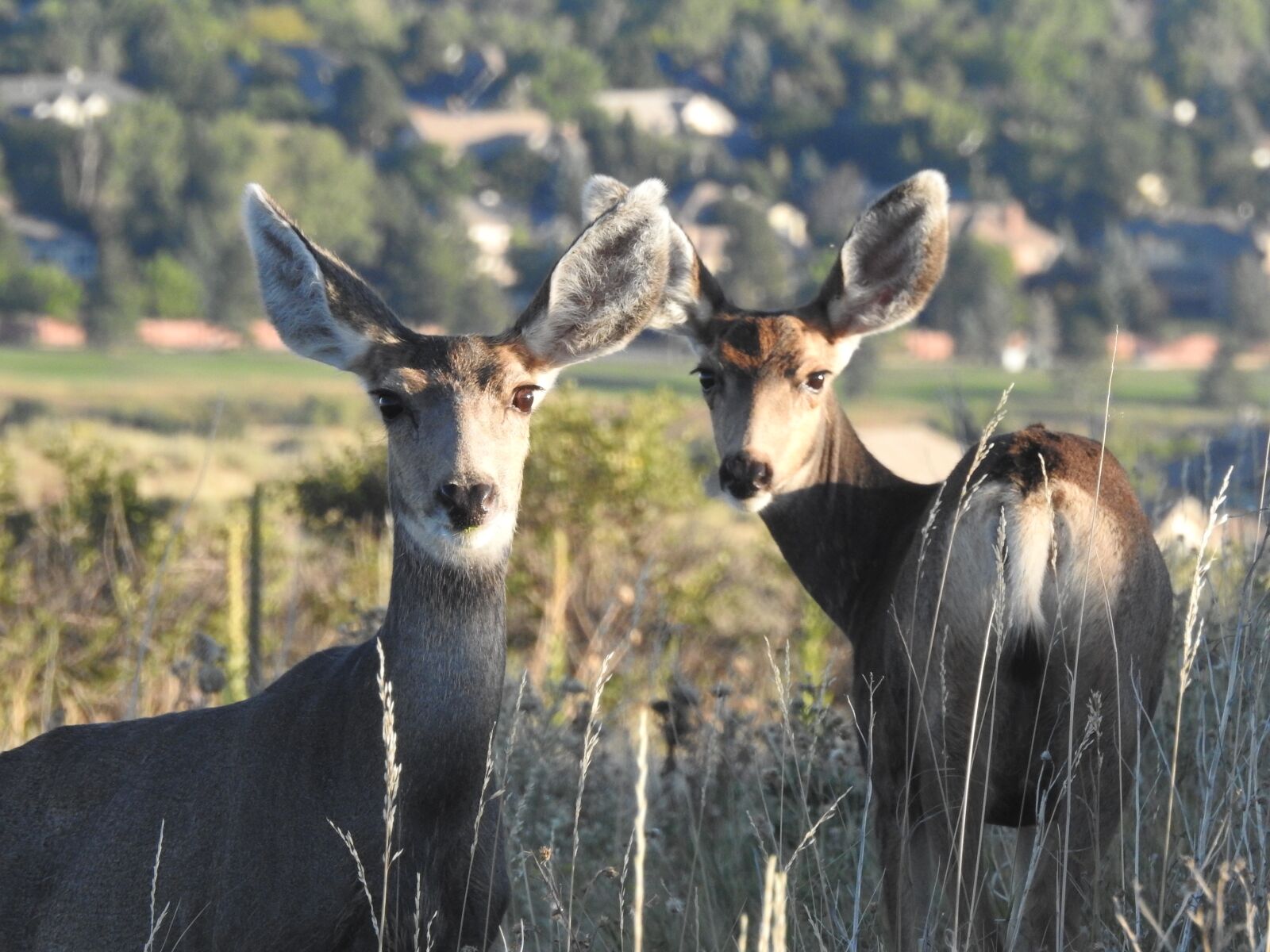 Nikon Coolpix P900 sample photo. Deer, wildlife, doe photography