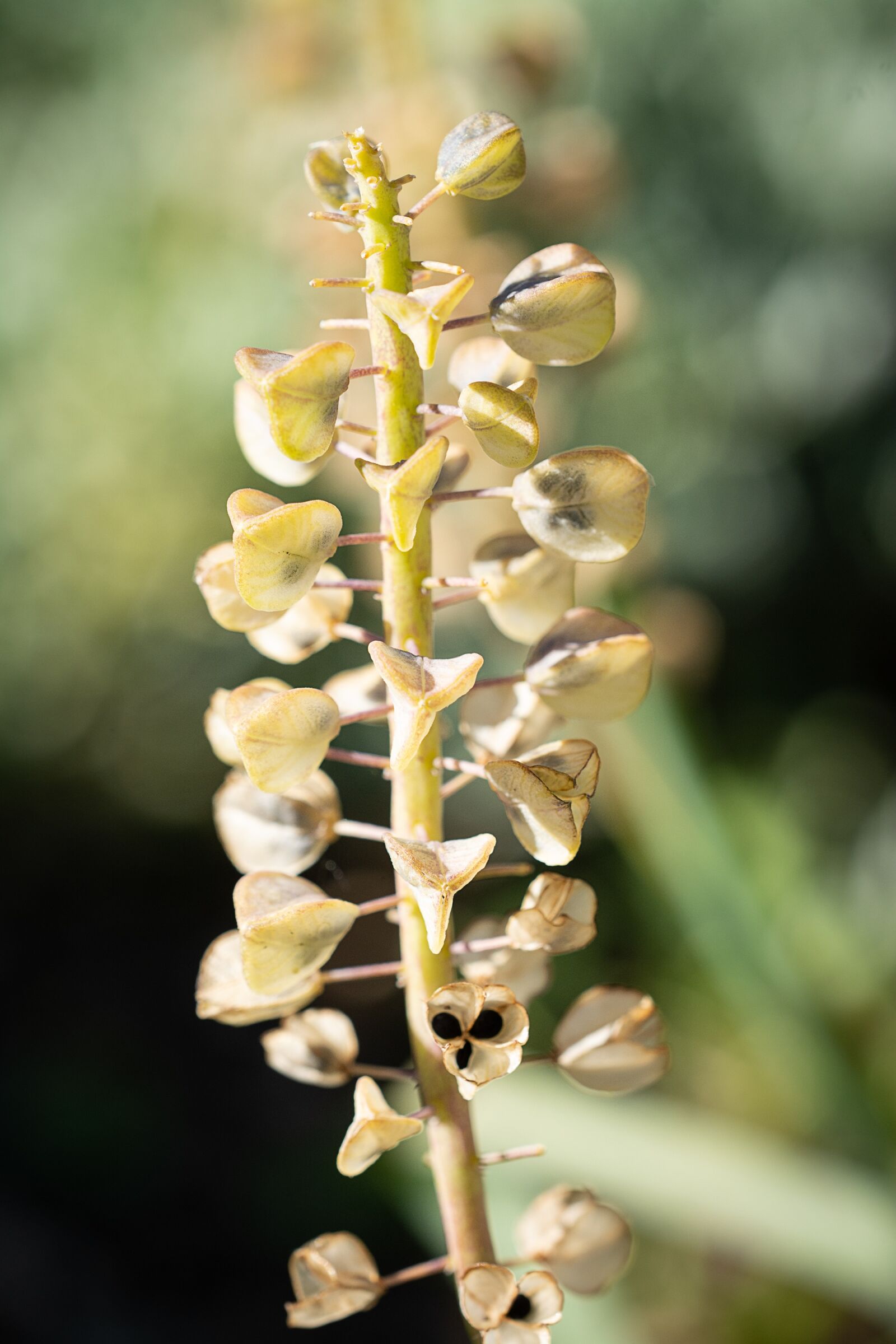 Nikon D7100 sample photo. Seeds, seed capsules, flower photography