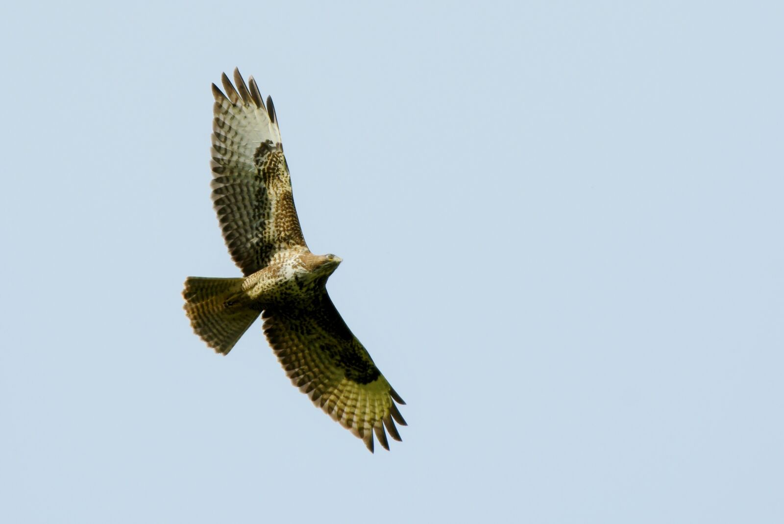 Nikon D500 sample photo. Common buzzard, bird of photography