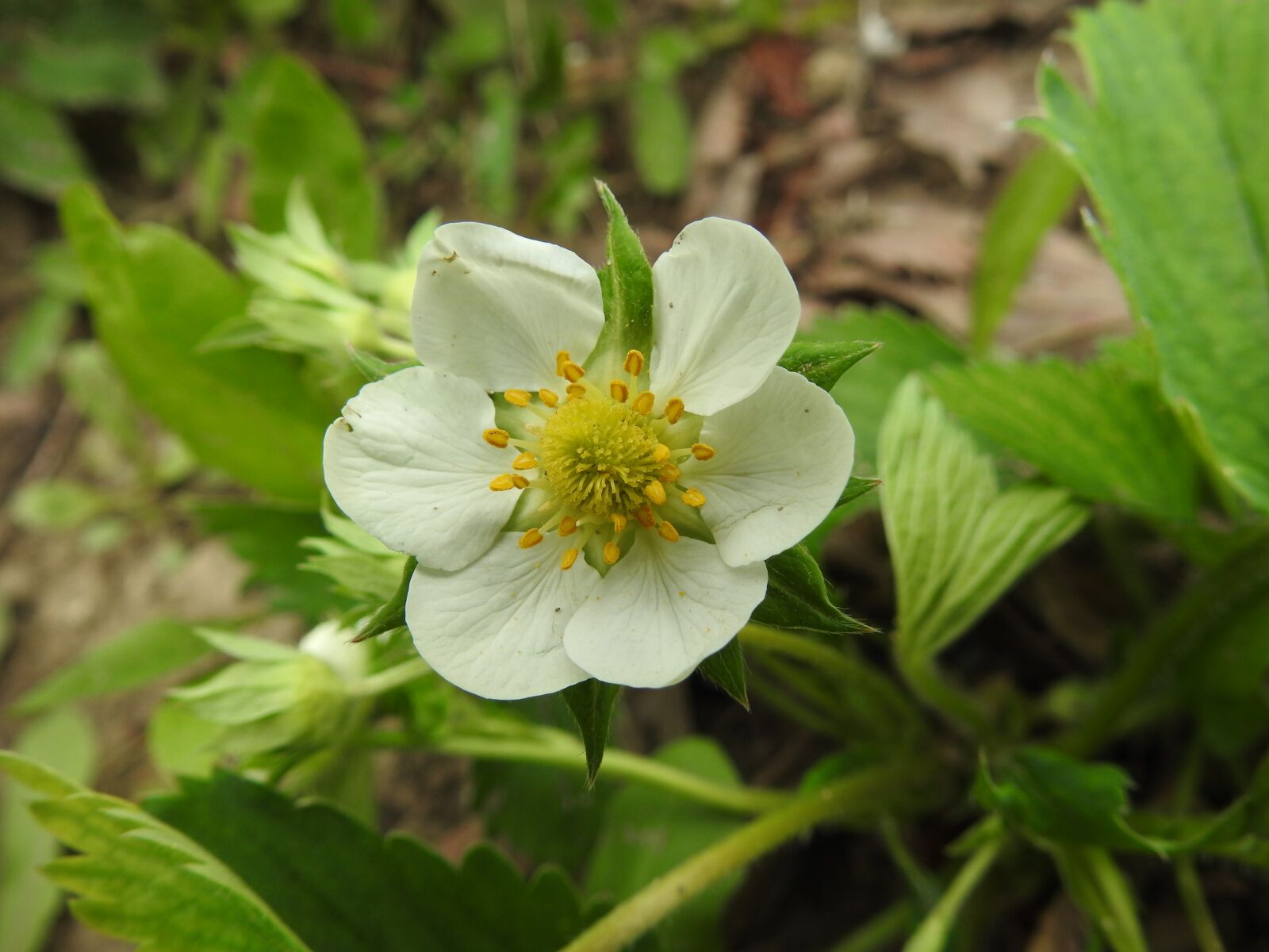 Nikon Coolpix P900 sample photo. Nature, flower, plant photography