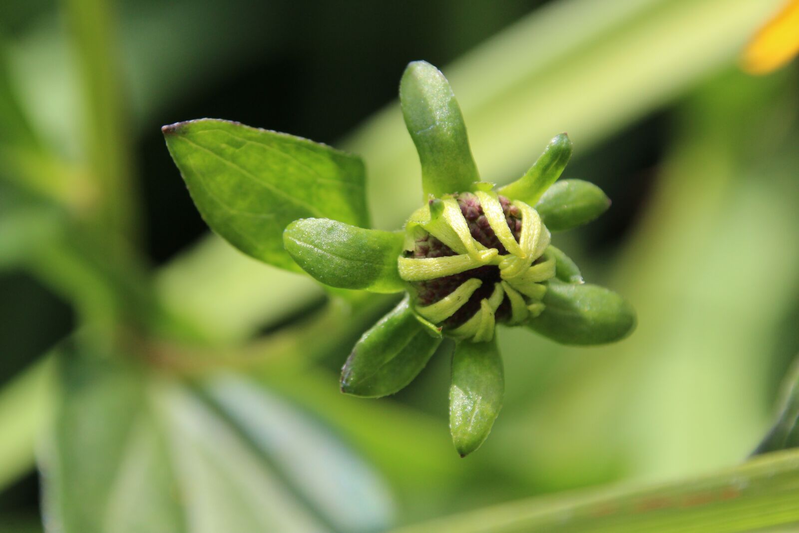 Canon EOS 1200D (EOS Rebel T5 / EOS Kiss X70 / EOS Hi) sample photo. Bud, yellow, plant photography