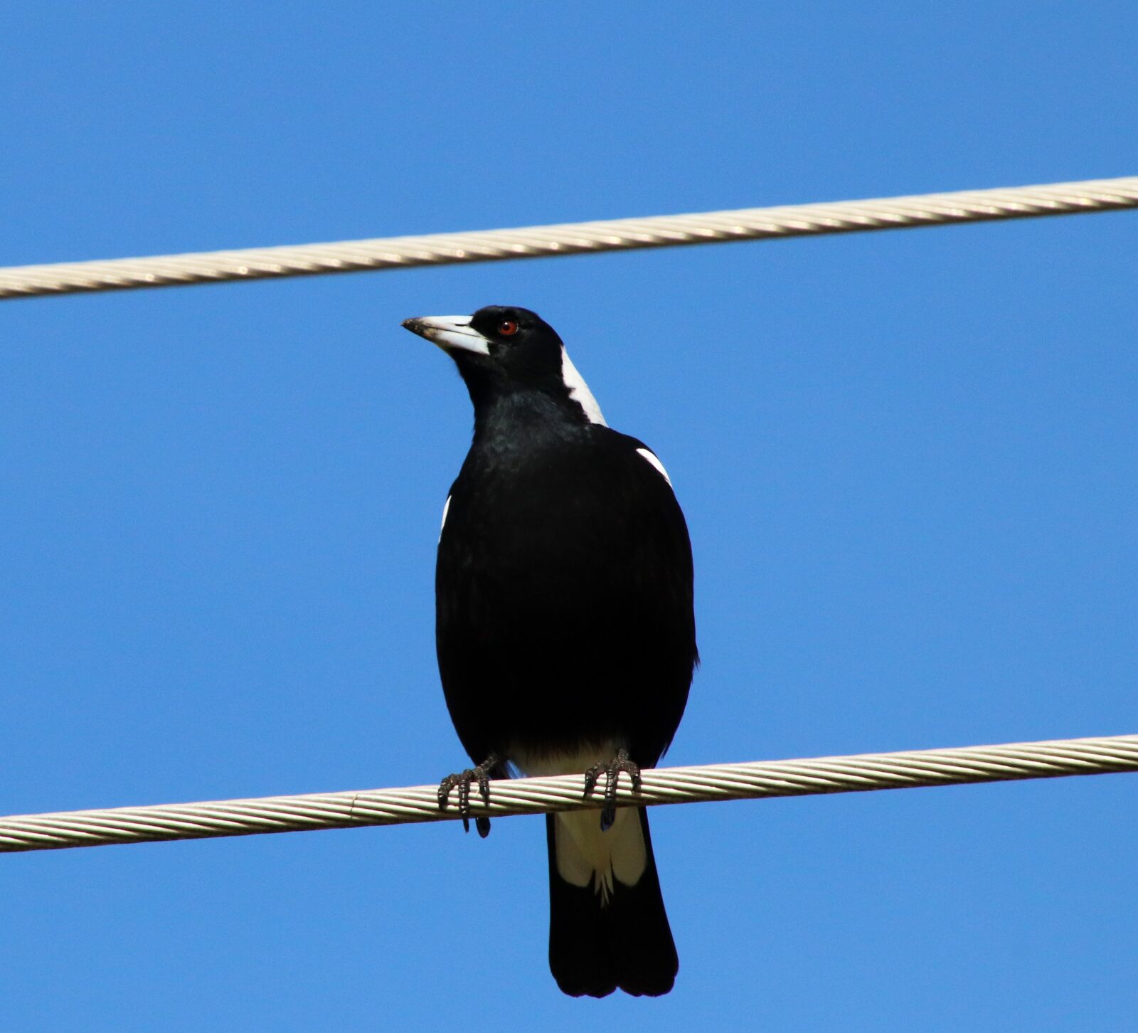 Canon EOS 800D (EOS Rebel T7i / EOS Kiss X9i) sample photo. Magpie, bird, sitting photography