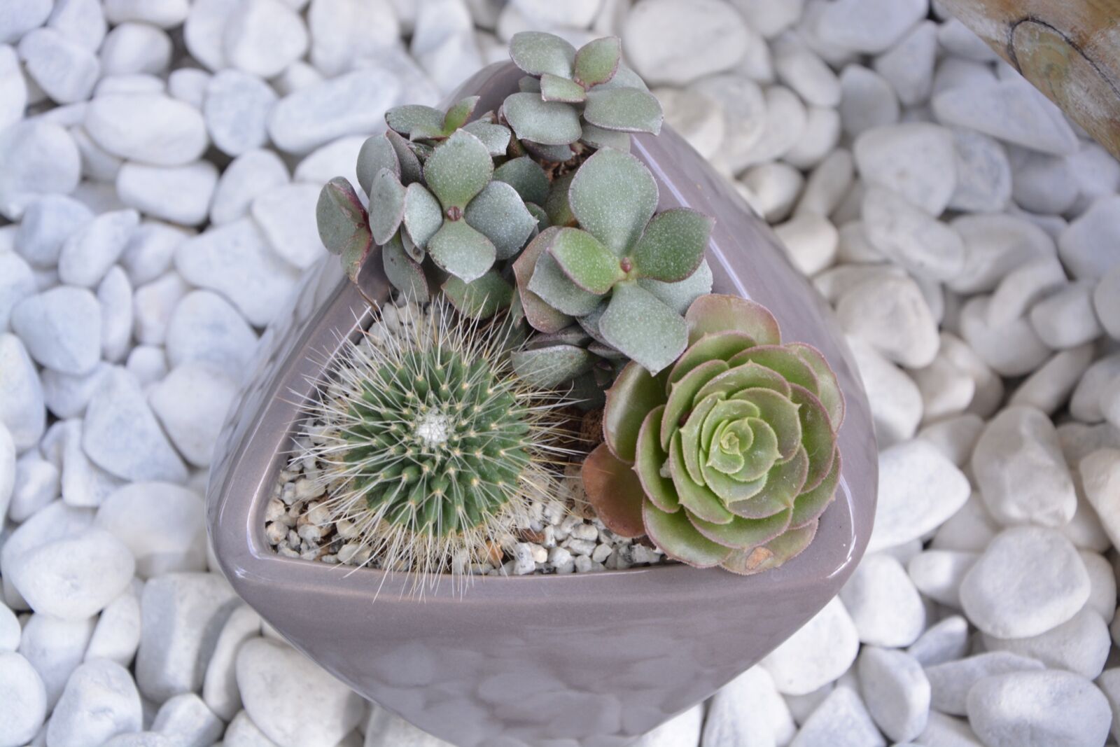 Nikon D5200 sample photo. Cactus, pot, cacti photography