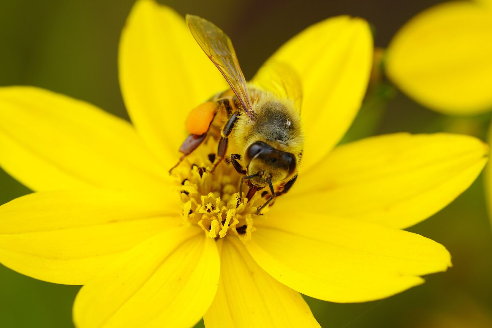 Sony a7R III + Sony FE 90mm F2.8 Macro G OSS sample photo. Flower, bee, nature photography