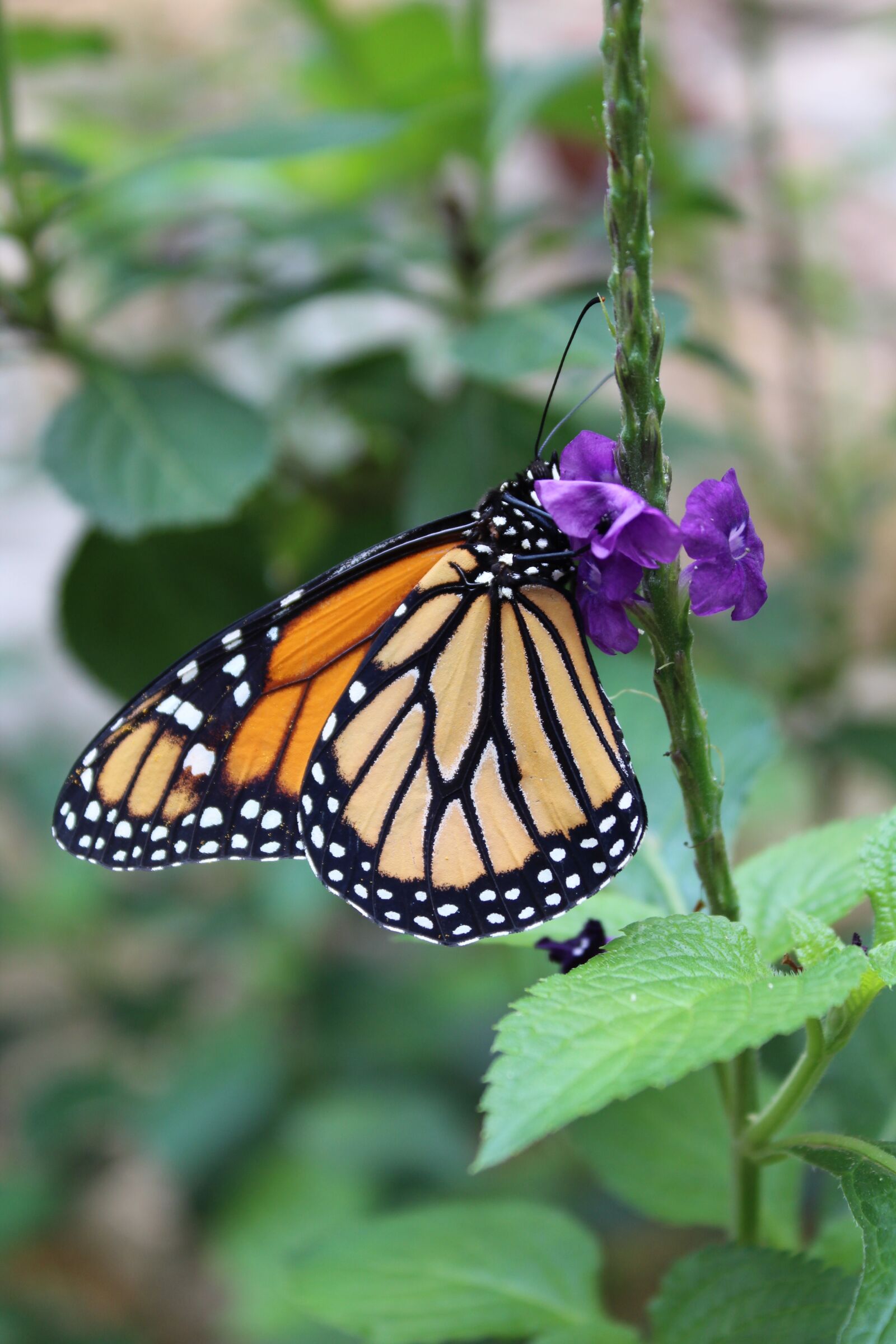 Canon EOS 1300D (EOS Rebel T6 / EOS Kiss X80) sample photo. Nature, butterfly, outdoors photography