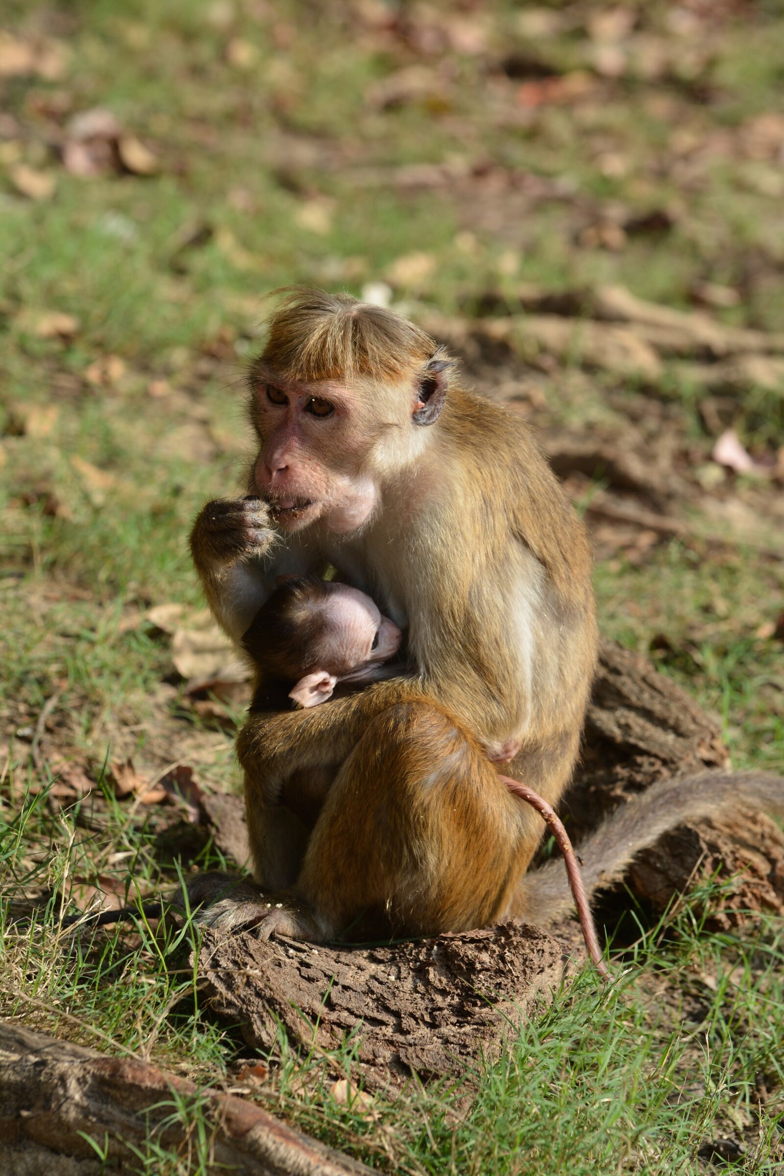 Nikon D7100 sample photo. Mother, children, monkey photography