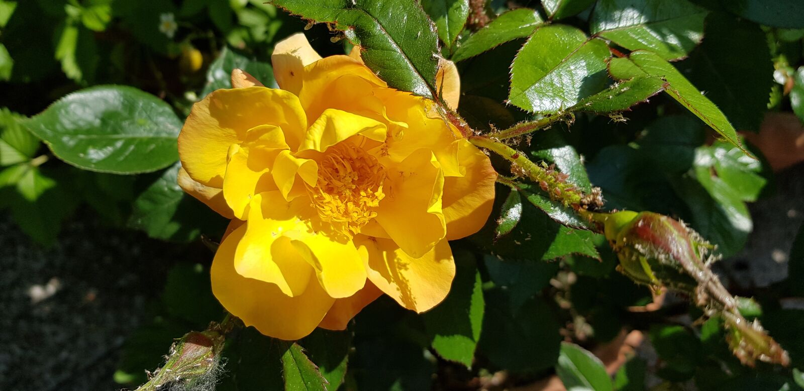 Samsung Galaxy S8+ sample photo. Nature, flowers, rosa photography