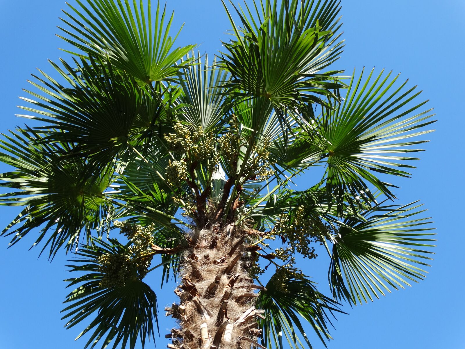 Sony Cyber-shot DSC-HX300 sample photo. Palm, sky blue, nature photography