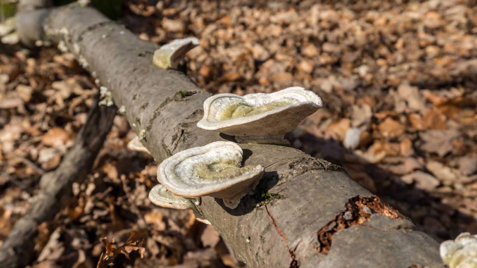 Sony Alpha a5000 (ILCE 5000) sample photo. Nature, wood, tree fungus photography