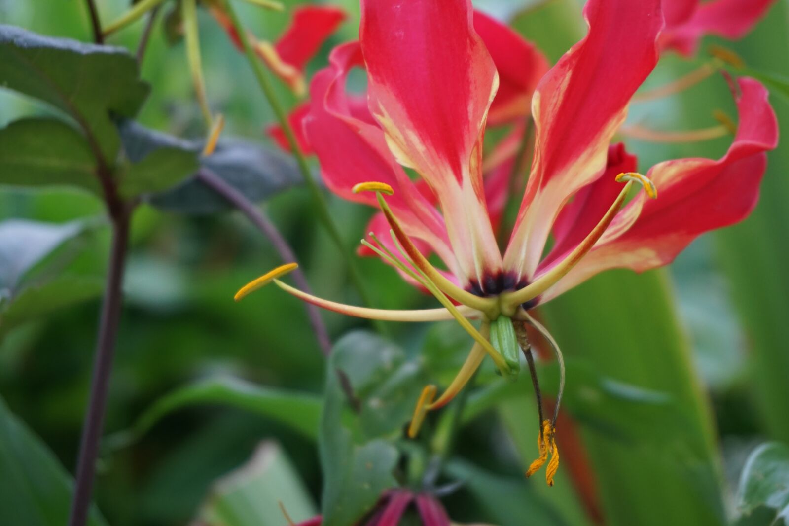 Sony E 16-50mm F3.5-5.6 PZ OSS sample photo. Gloriosa, glory crown, blossom photography