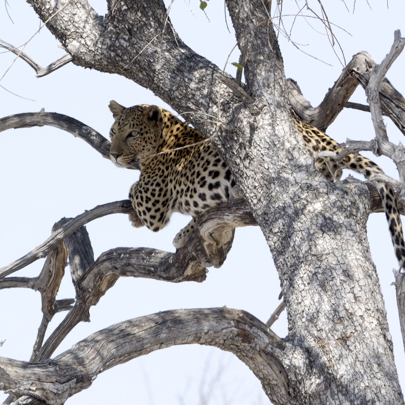 OLYMPUS M.300mm F4.0 sample photo. Leopard, national park, africa photography