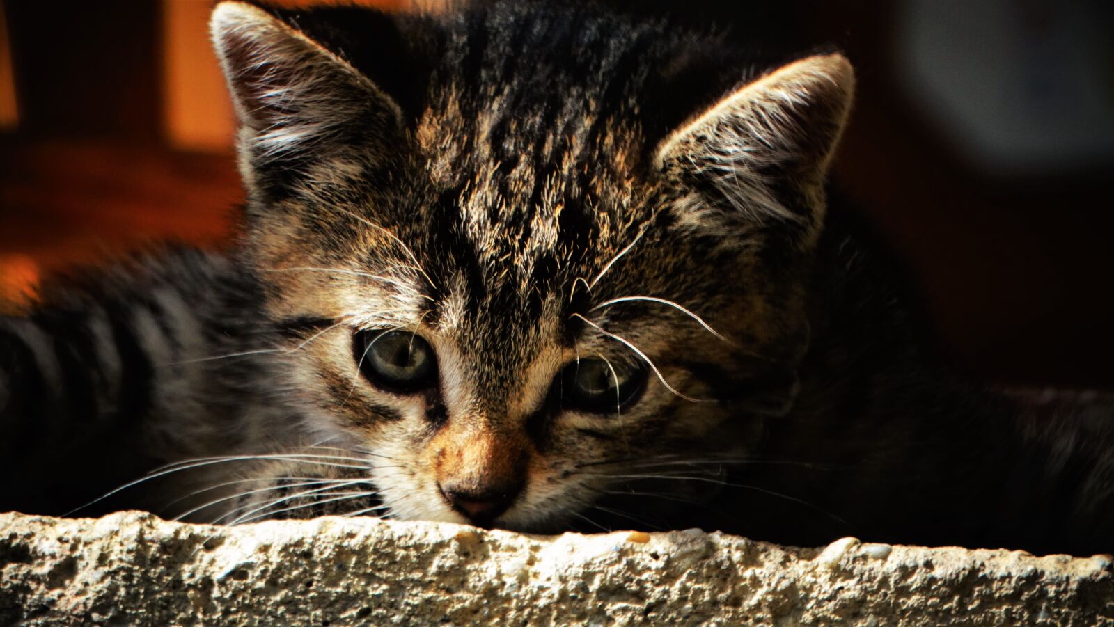 Sony Cyber-shot DSC-HX300 sample photo. Cat, kitten, pet photography