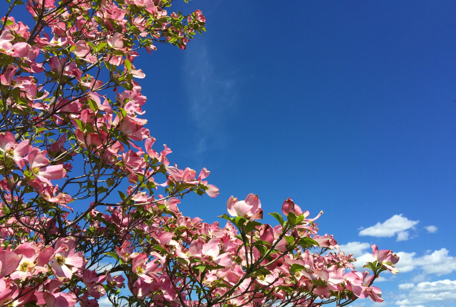 iPhone 6 Plus back camera 4.15mm f/2.2 sample photo. Dogwood, blossoms, spring photography