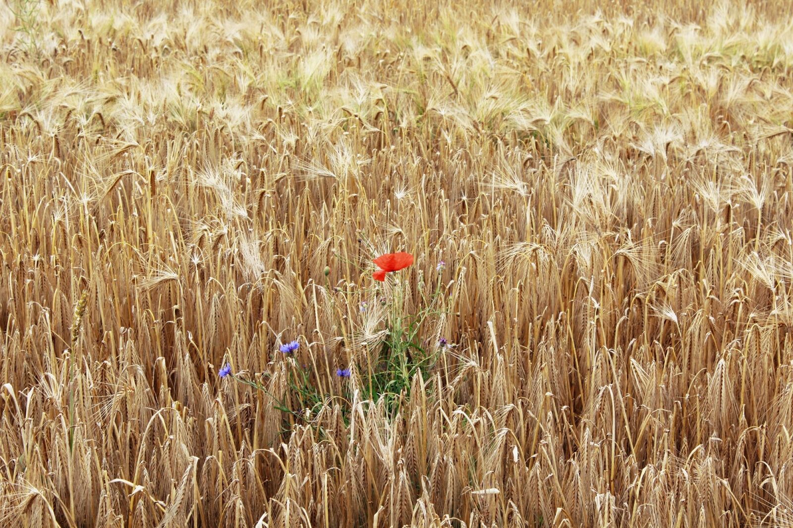 Canon EOS 1200D (EOS Rebel T5 / EOS Kiss X70 / EOS Hi) sample photo. Poppy, cornfield, field photography