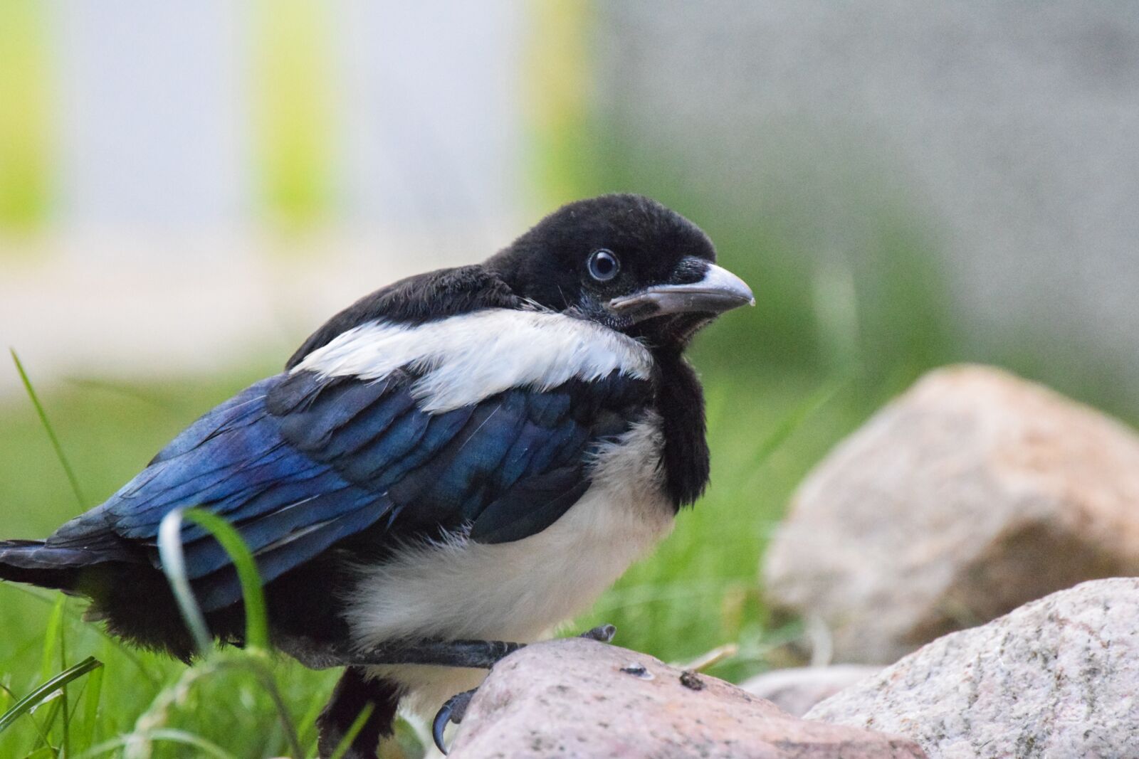 Nikon D3300 sample photo. Magpie, baby bird, alone photography