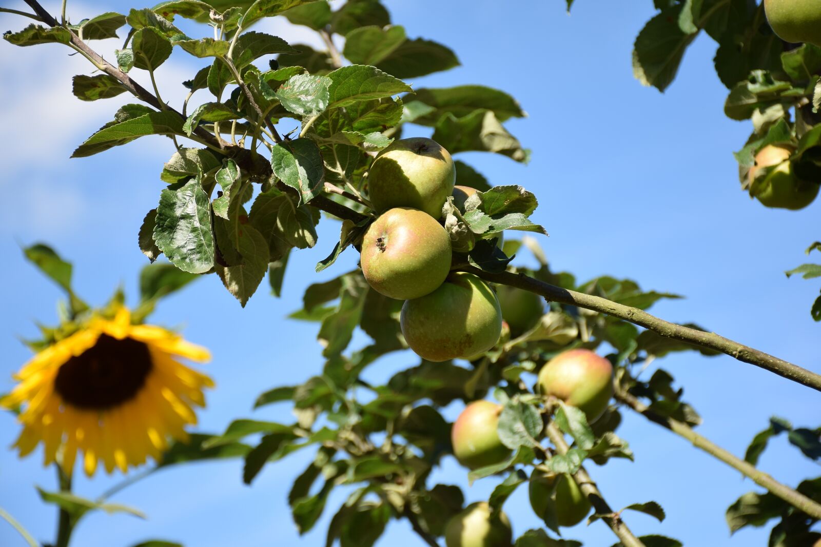 Nikon D5300 sample photo. Sunflower, apples, apple tree photography