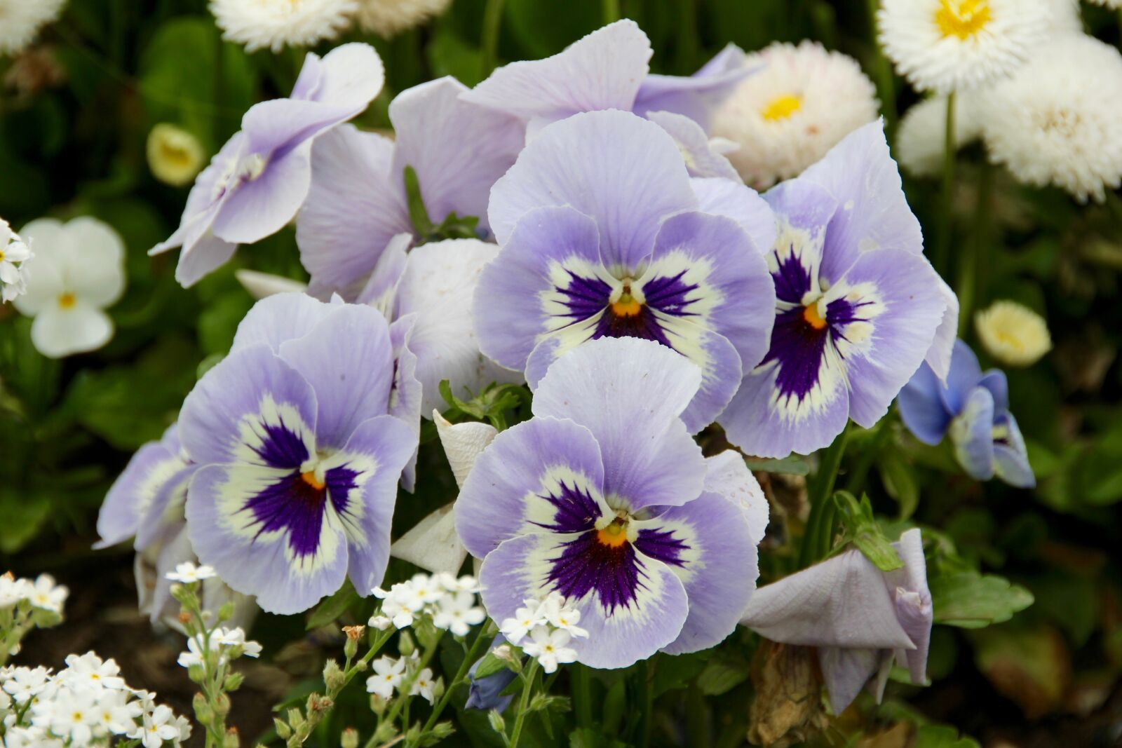 Canon EOS 60D sample photo. Pansy, purple, close up photography