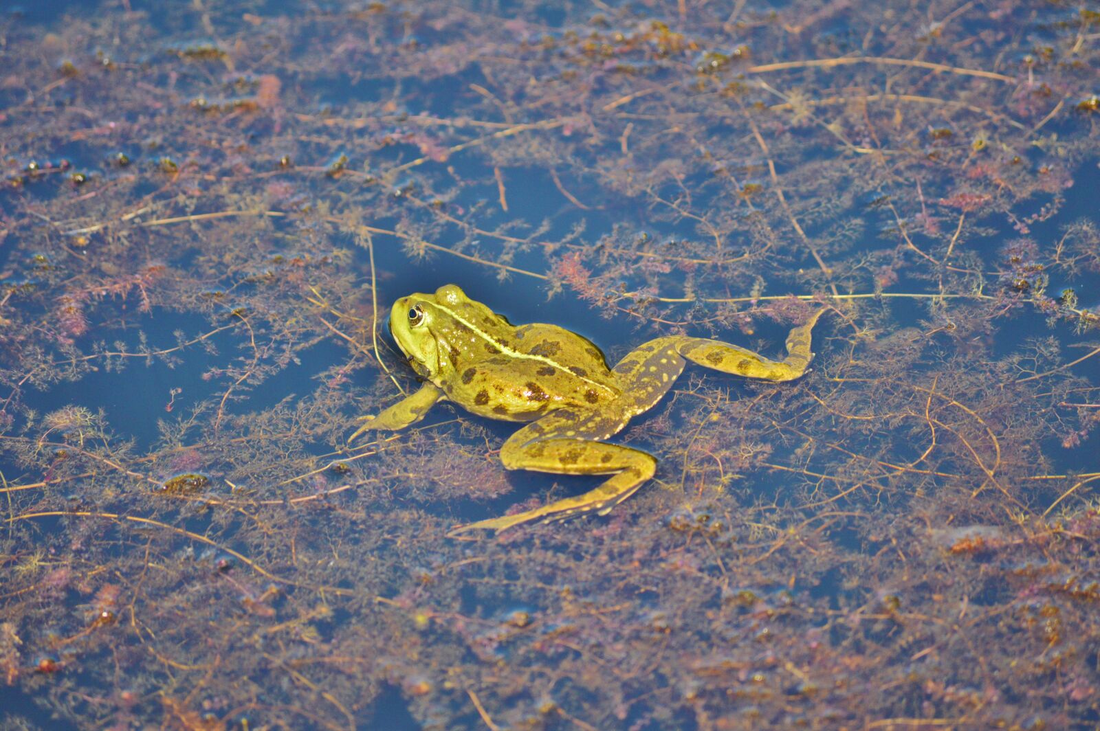 Nikon D3200 sample photo. Frog, pond, garden pond photography