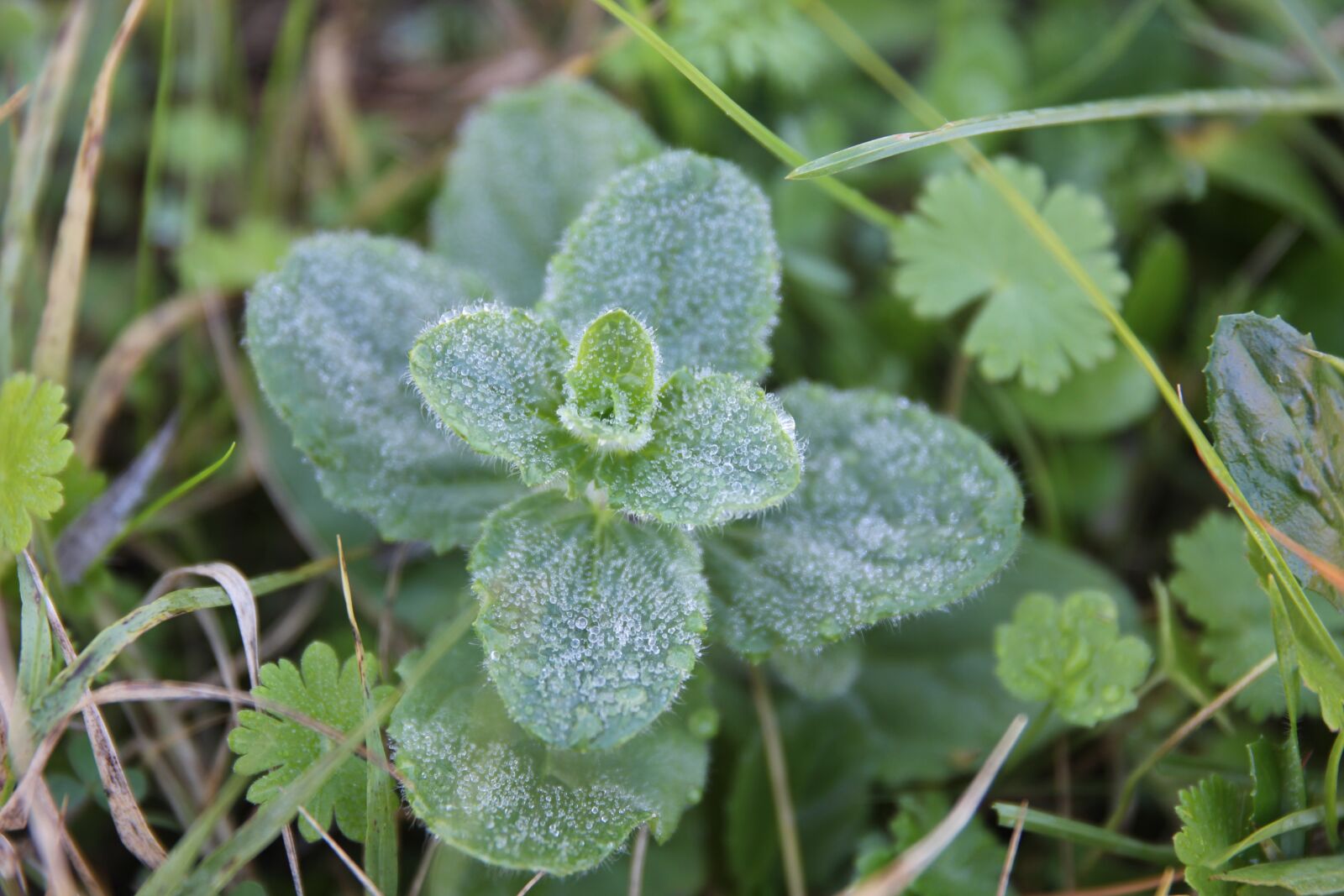 Canon EOS 550D (EOS Rebel T2i / EOS Kiss X4) sample photo. Wild plant, nature, forest photography