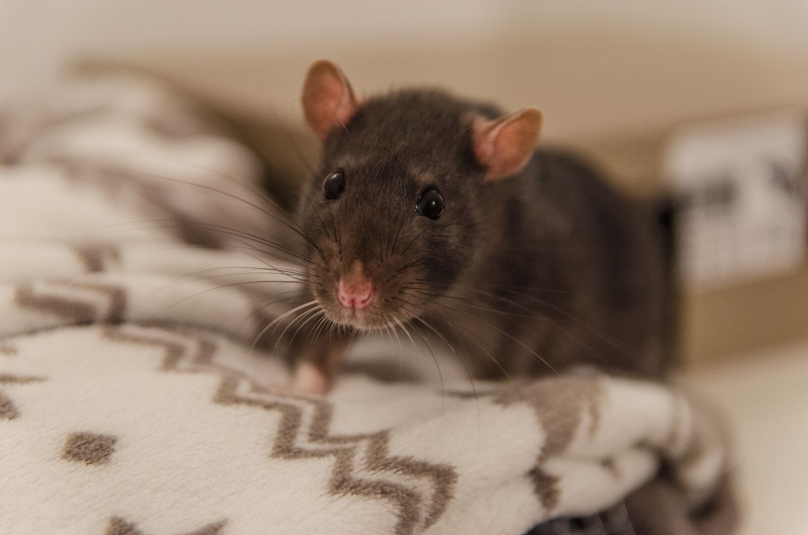 Nikon D5100 sample photo. Rat, animal, sweet photography