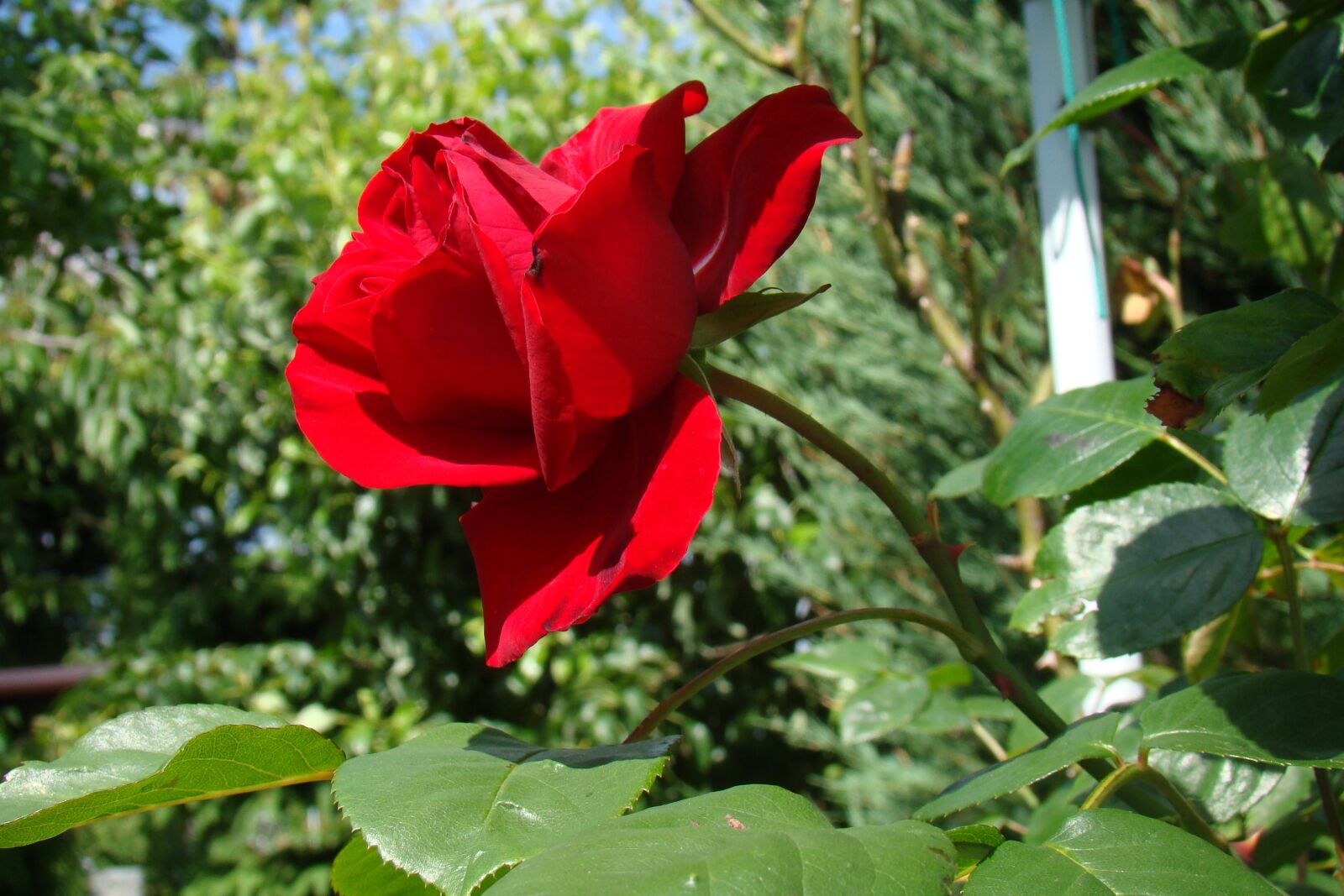 Sony Cyber-shot DSC-H50 sample photo. Red rose, rose, the photography