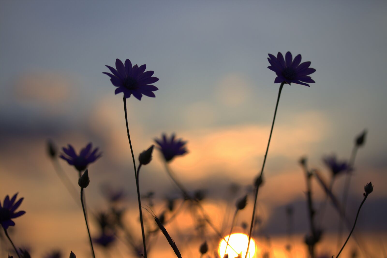 Canon EF-S 60mm F2.8 Macro USM sample photo. Flowers, camp, sunset photography