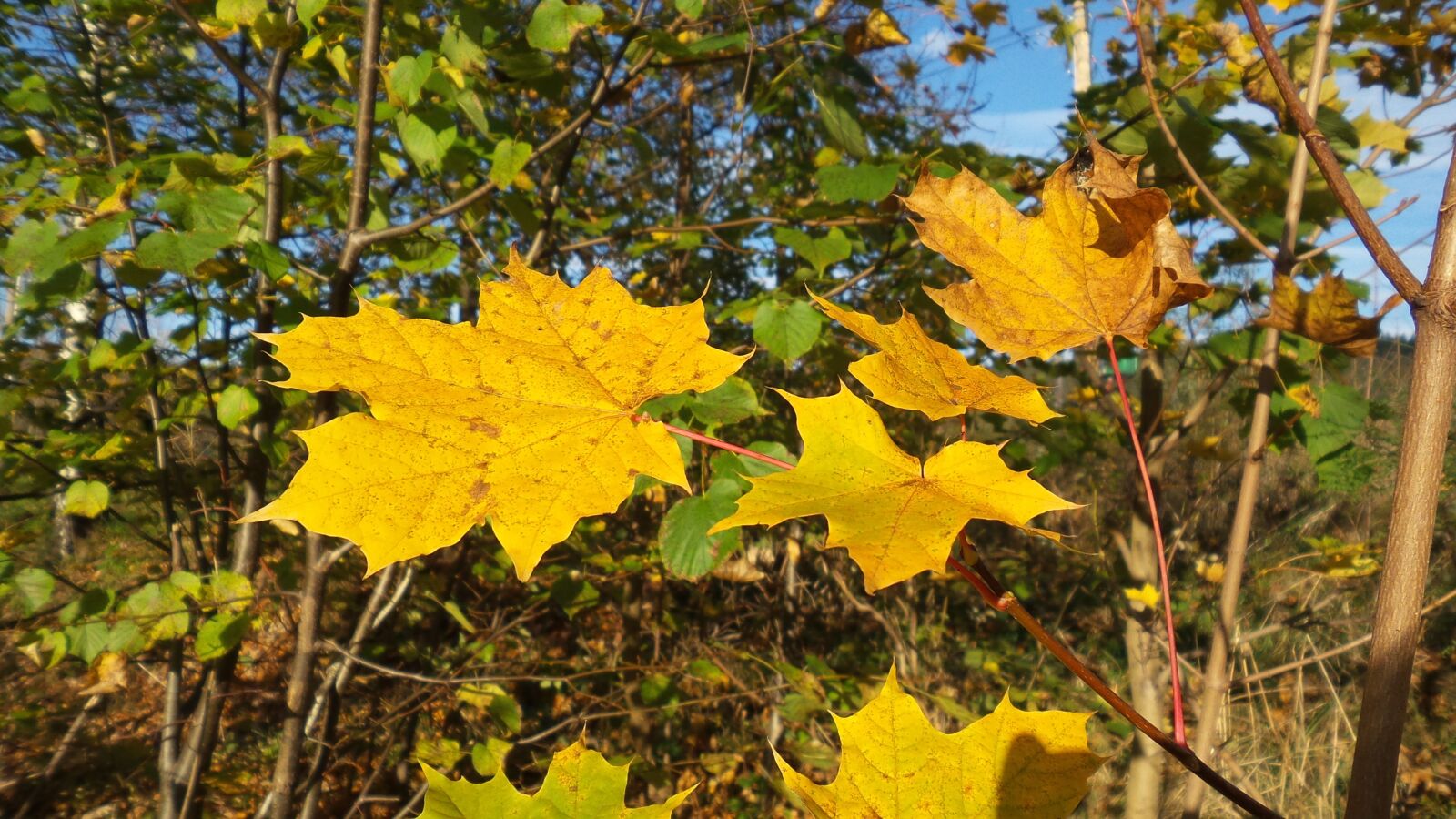 Samsung Galaxy S4 Zoom sample photo. Autumn, leaves, nature photography