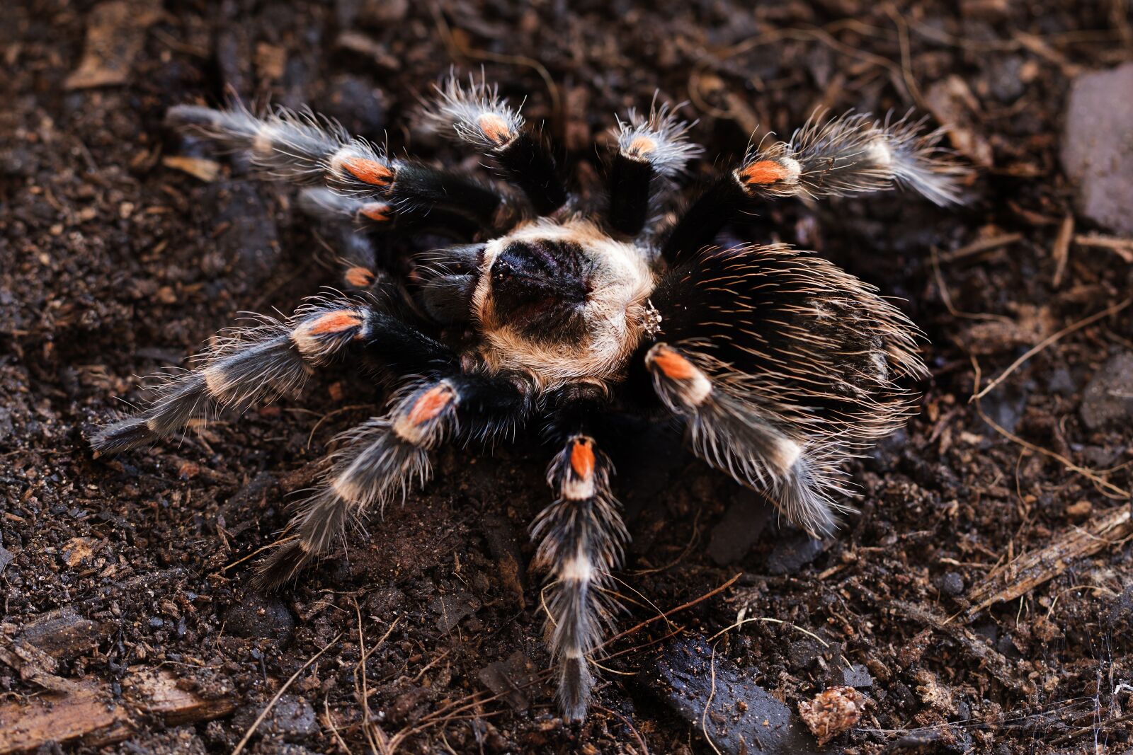 Canon EF 100mm F2.8L Macro IS USM sample photo. Tarantula, brachypelma, auratum photography